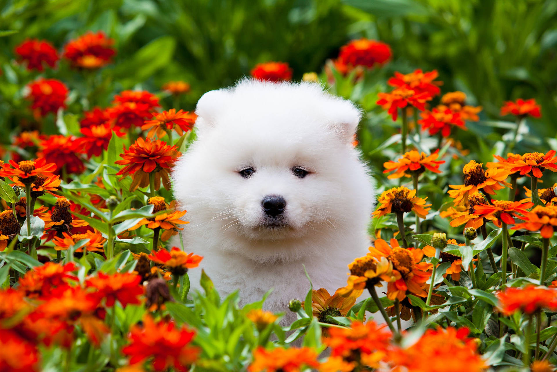 Marigold And White Puppy