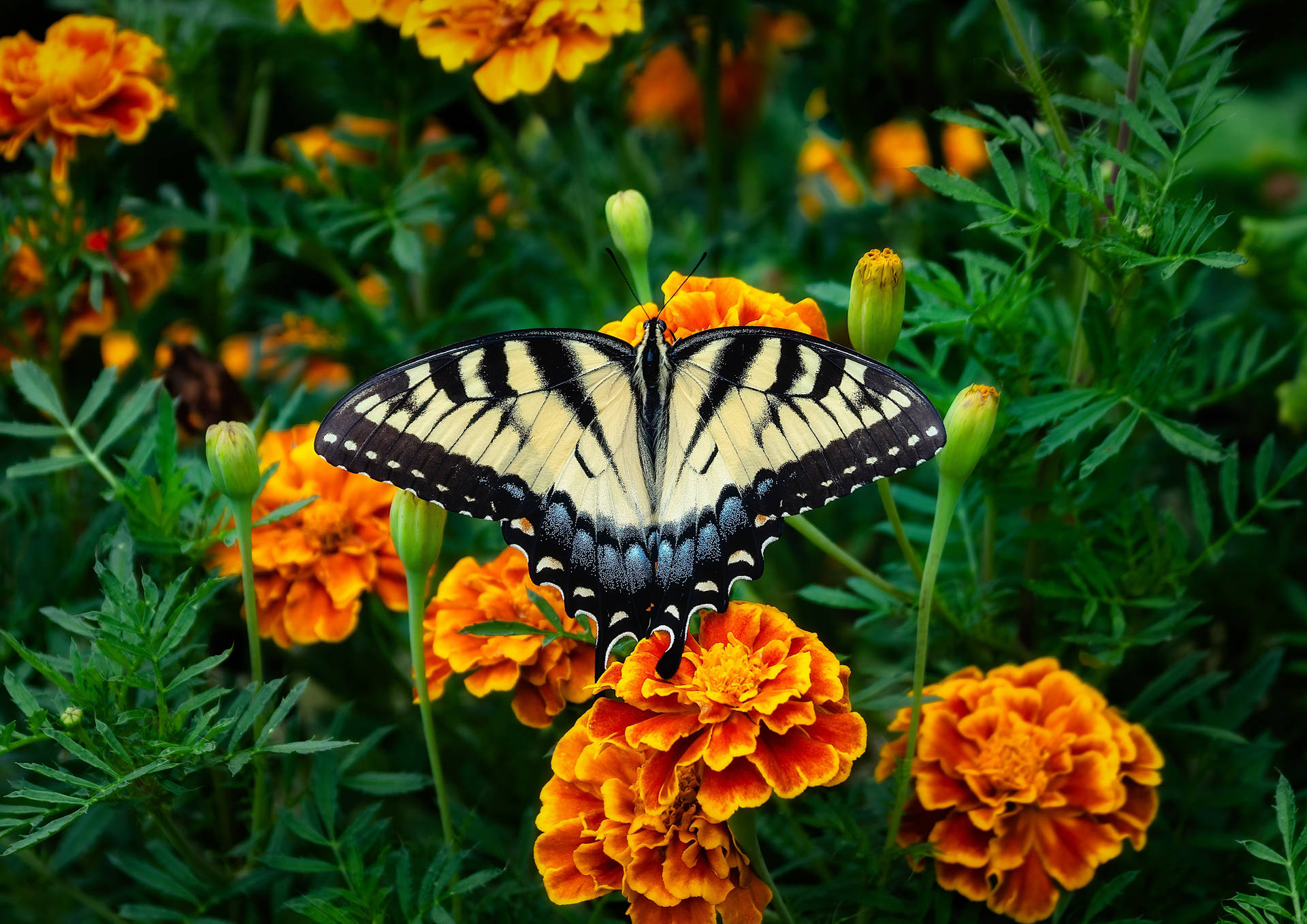 Marigold Black And White Butterfly Background