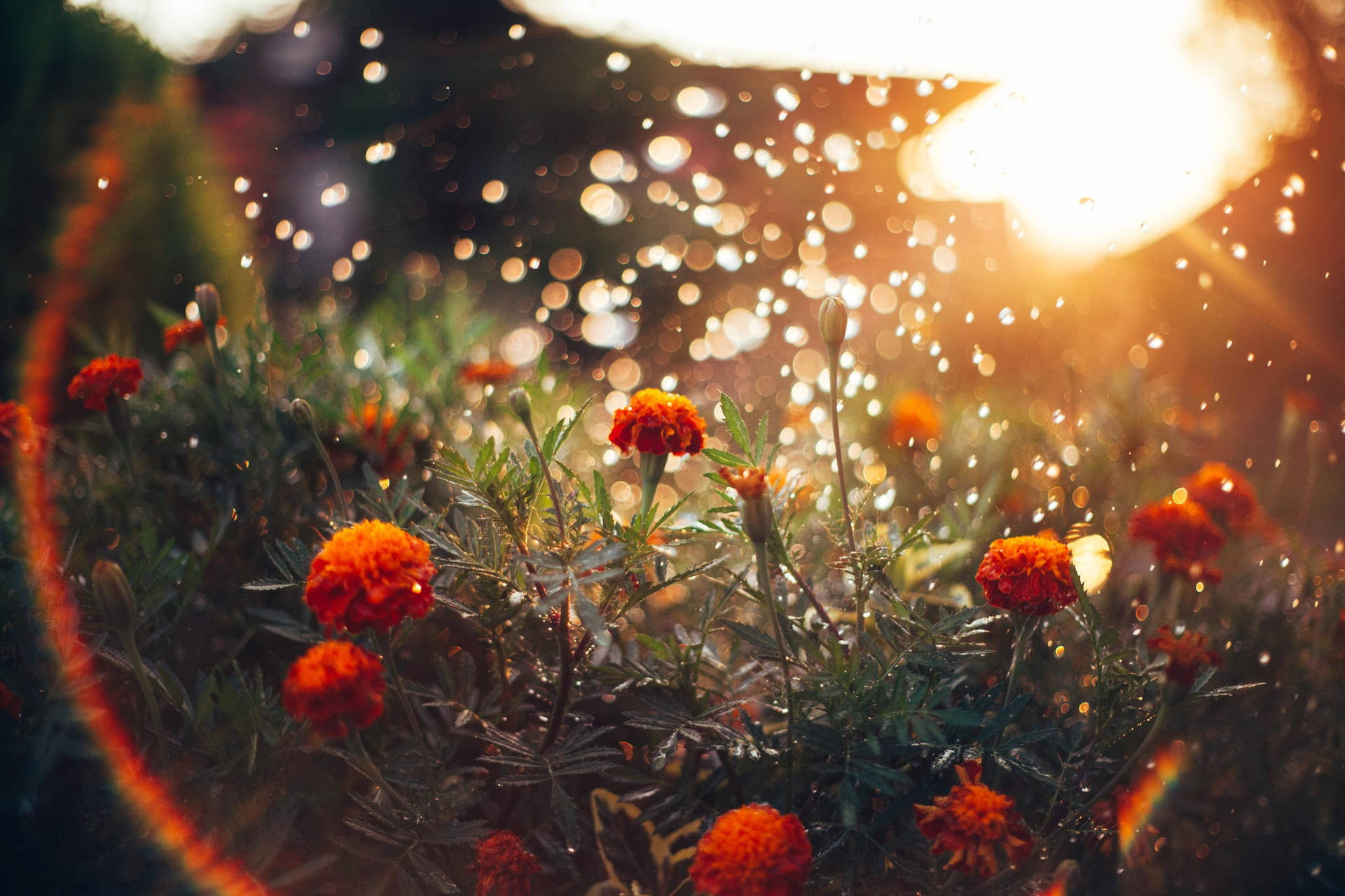 Marigold Bright Sunlight Background