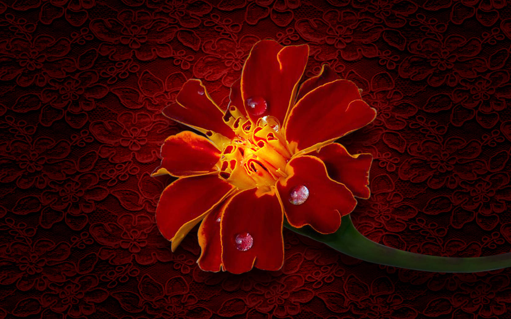 Marigold Digital Artwork Background