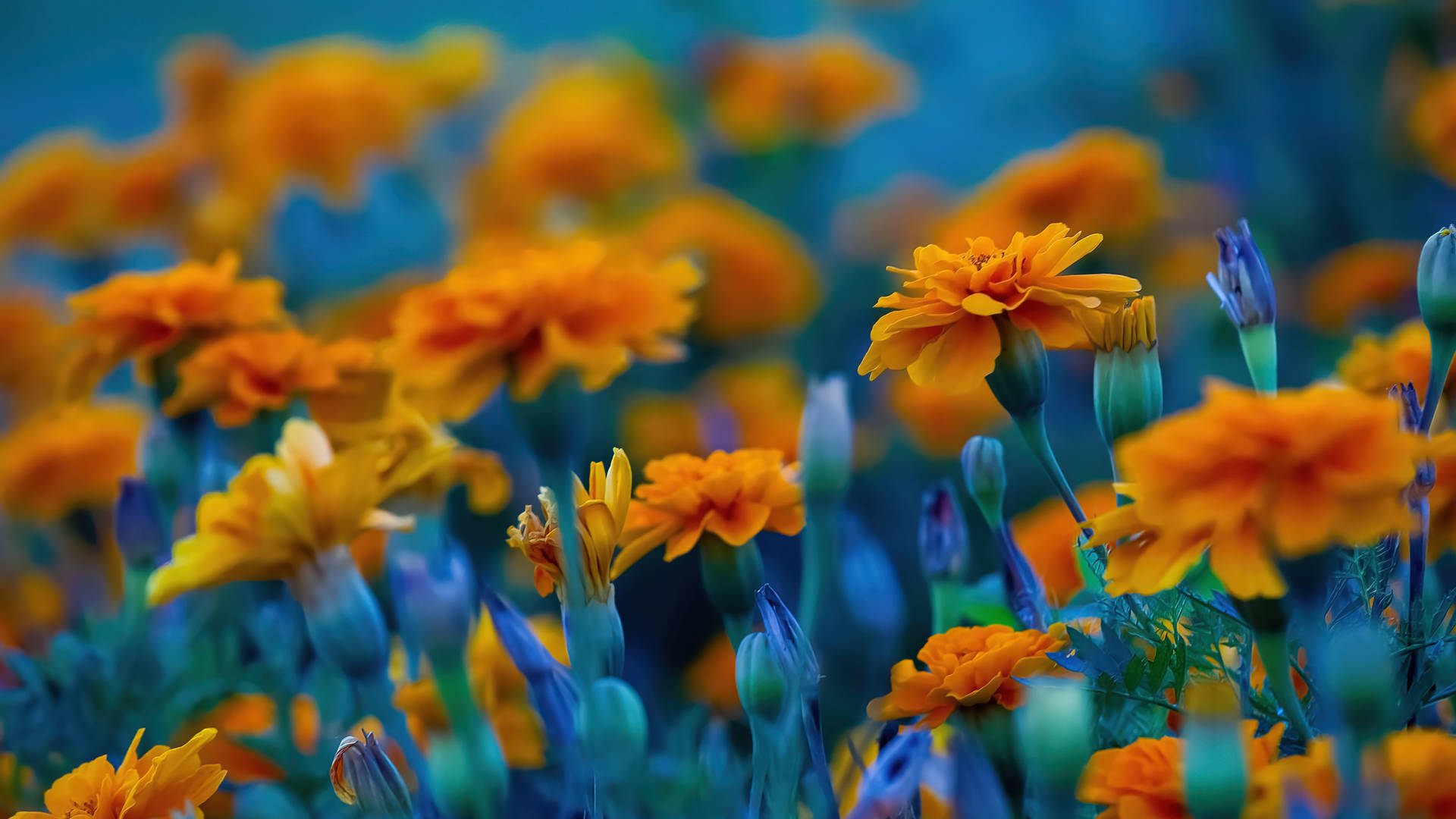 Marigold Field Full Screen 4k Flowers Background