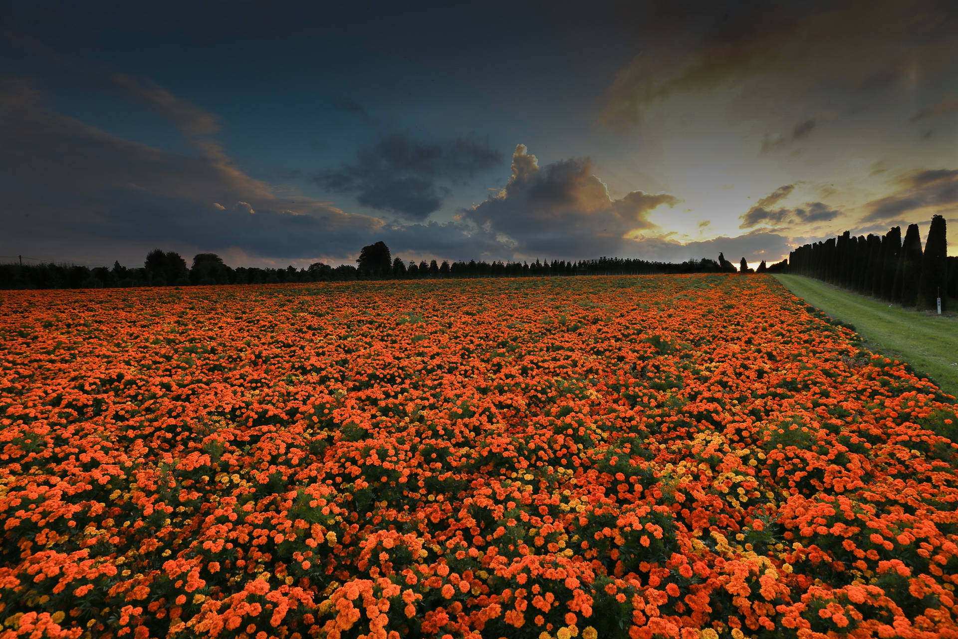 Marigold Flower Field Background
