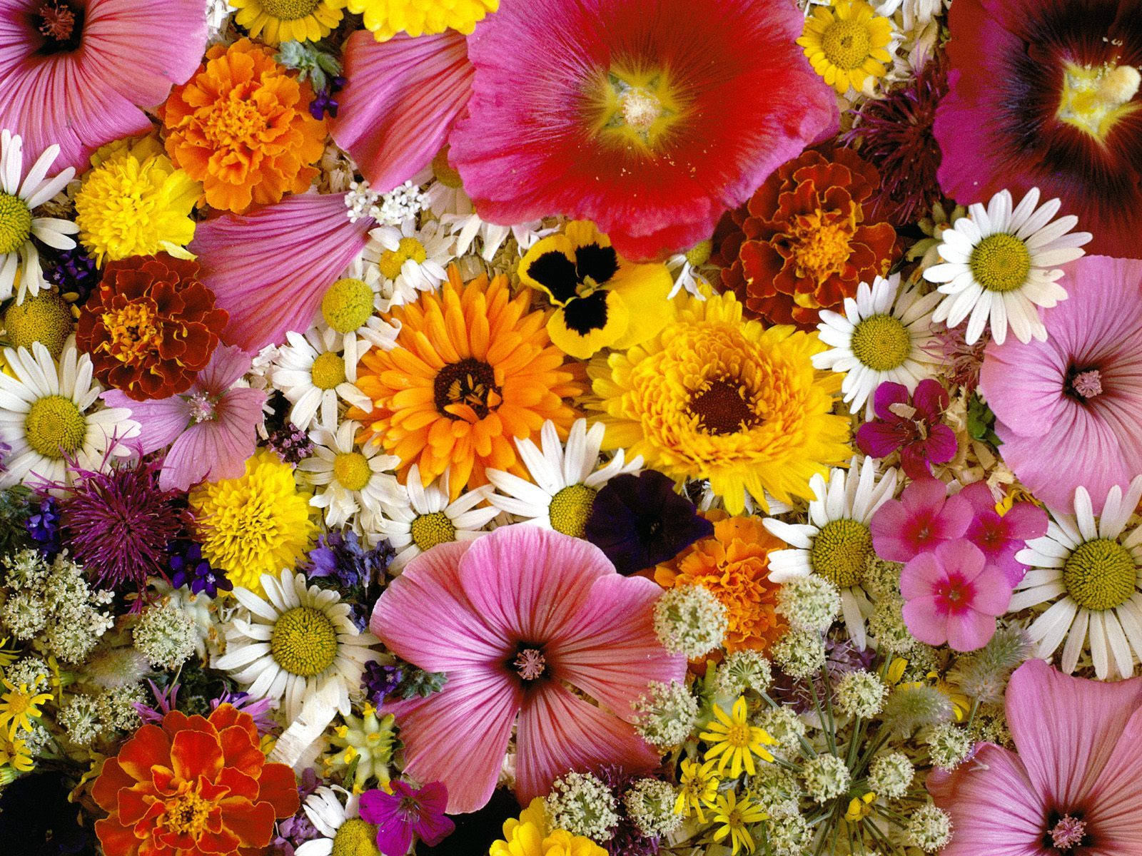 Marigold Flower Species Background