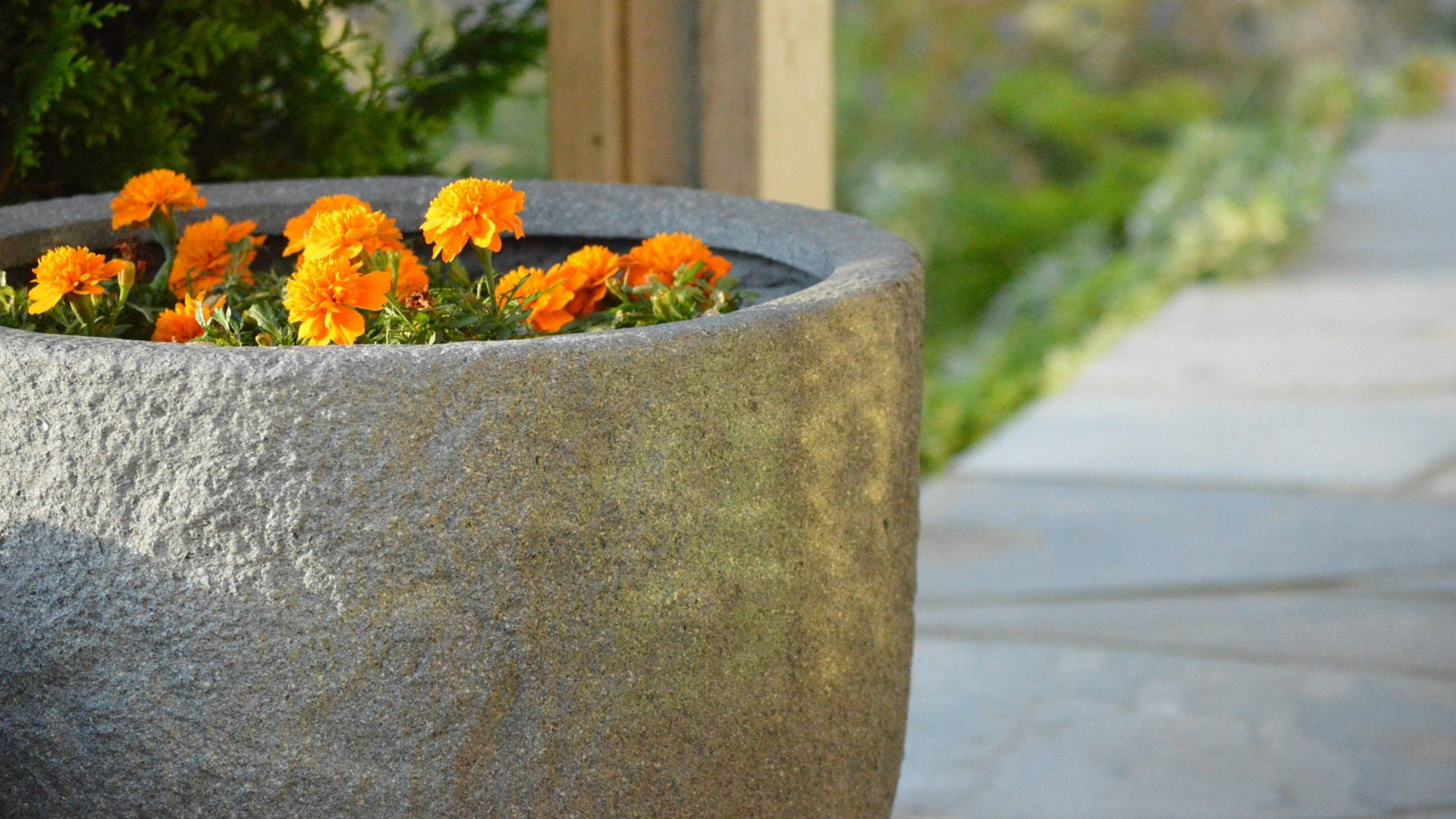 Marigold Flowers Giant Pot
