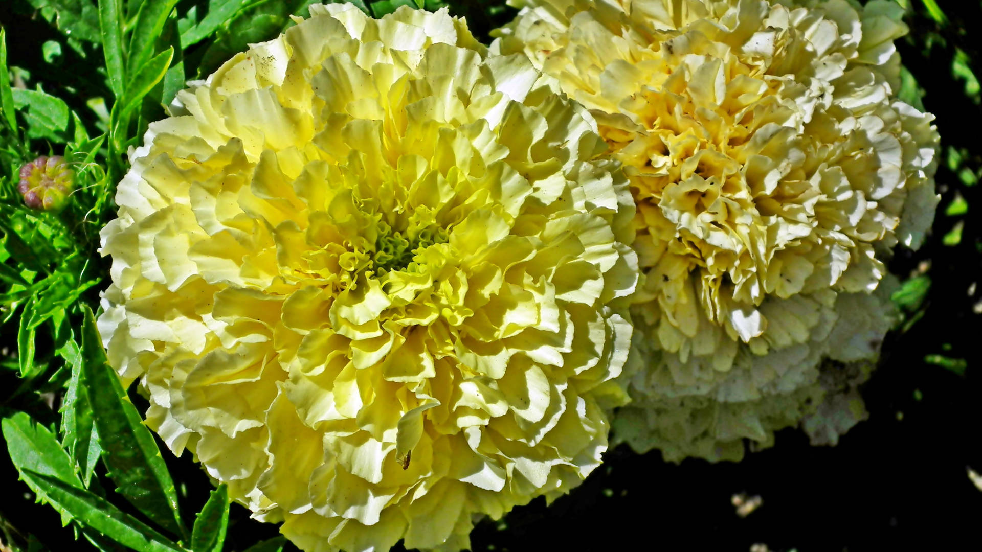 Marigold Flowers In Pair Background