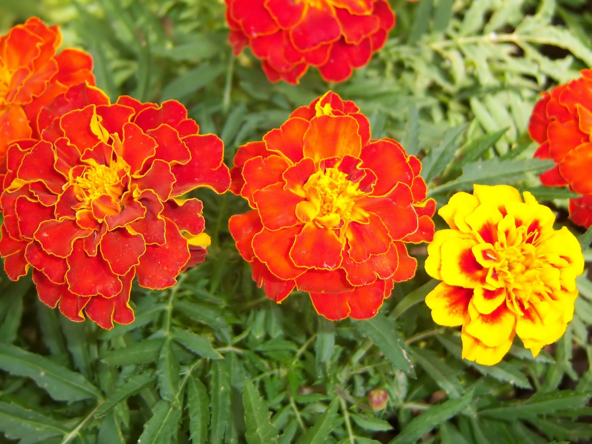 Marigold Flowers Red And Yellow Background