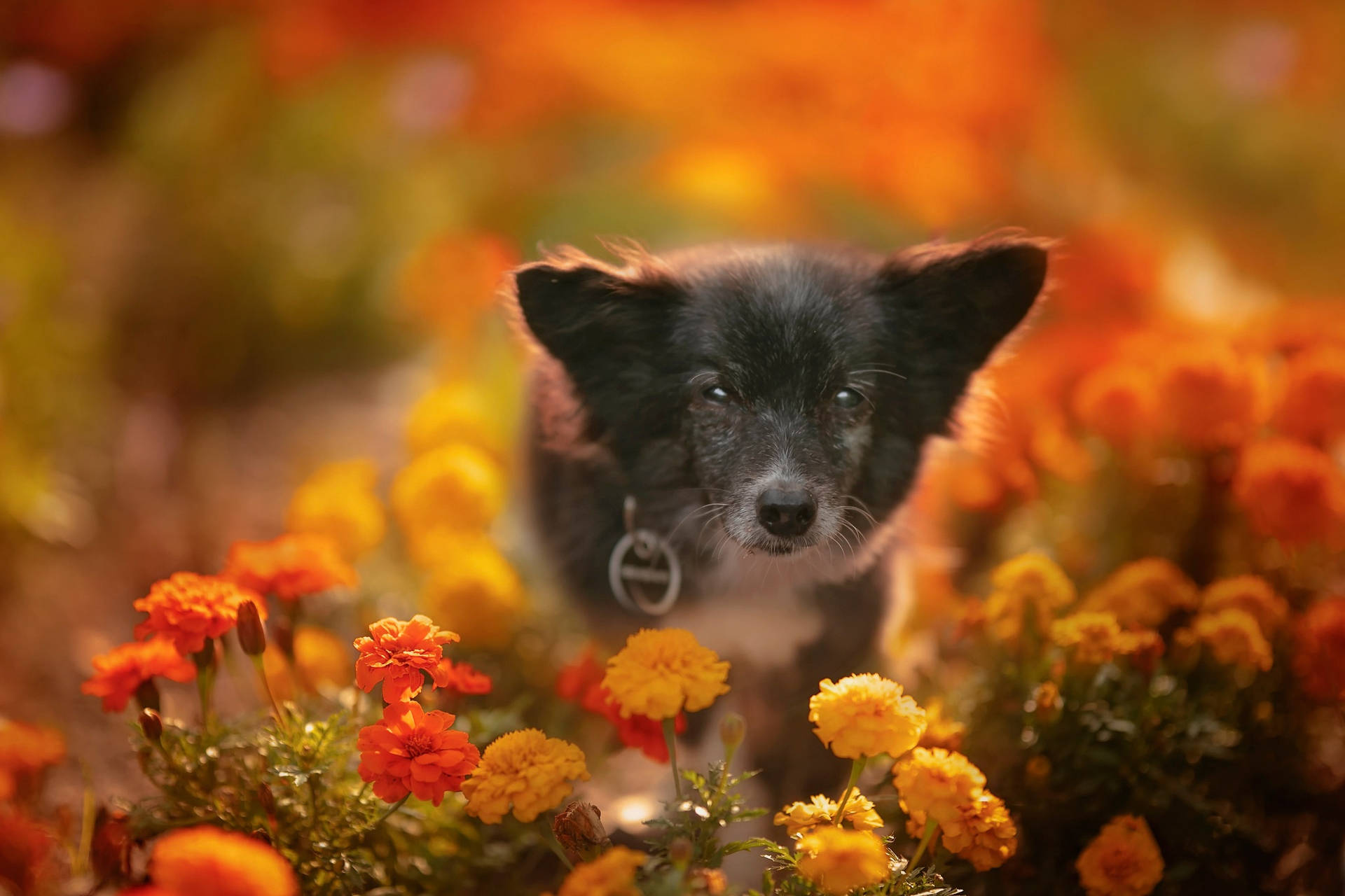 Marigold Flowers Small Dog Background