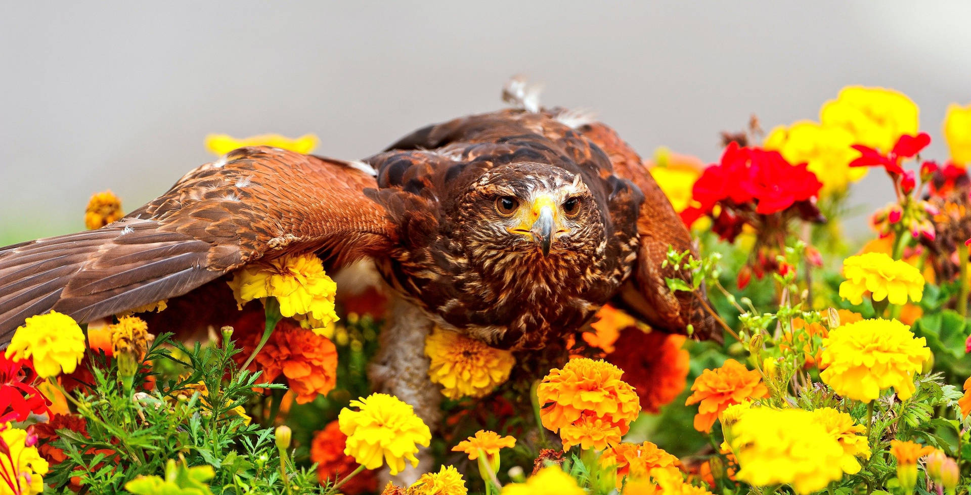 Marigold Flowers With Eagle Background