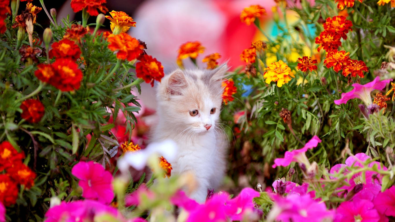 Marigold Flowers With Kitten Background