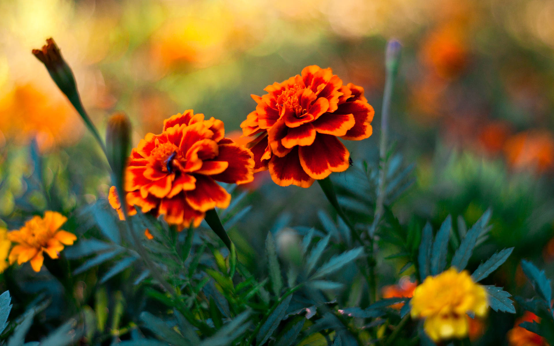 Marigold Twin Flowers Background