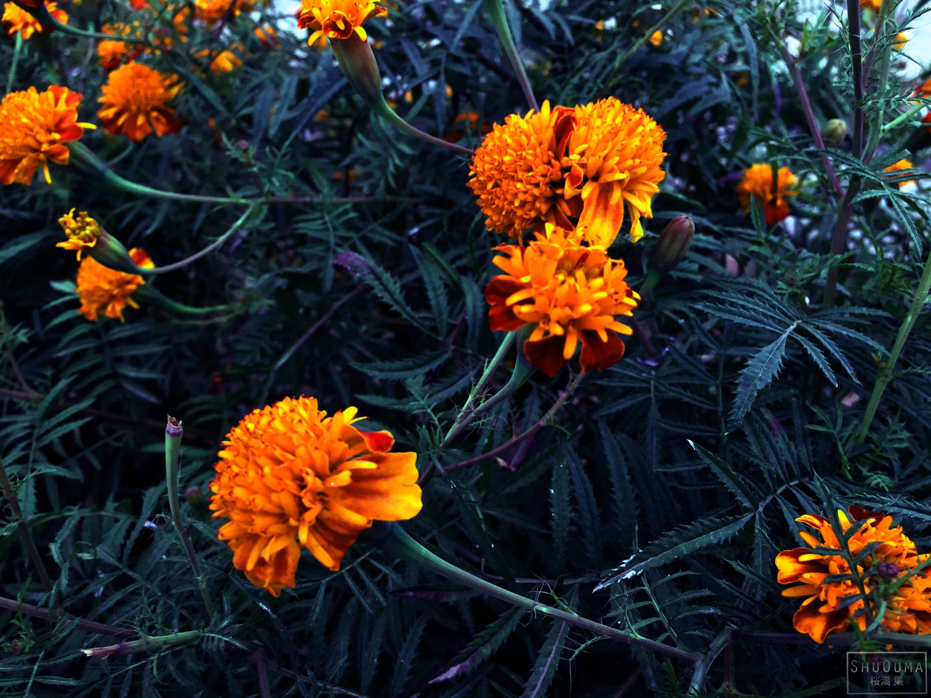 Marigold Wild Flowering Plant Background