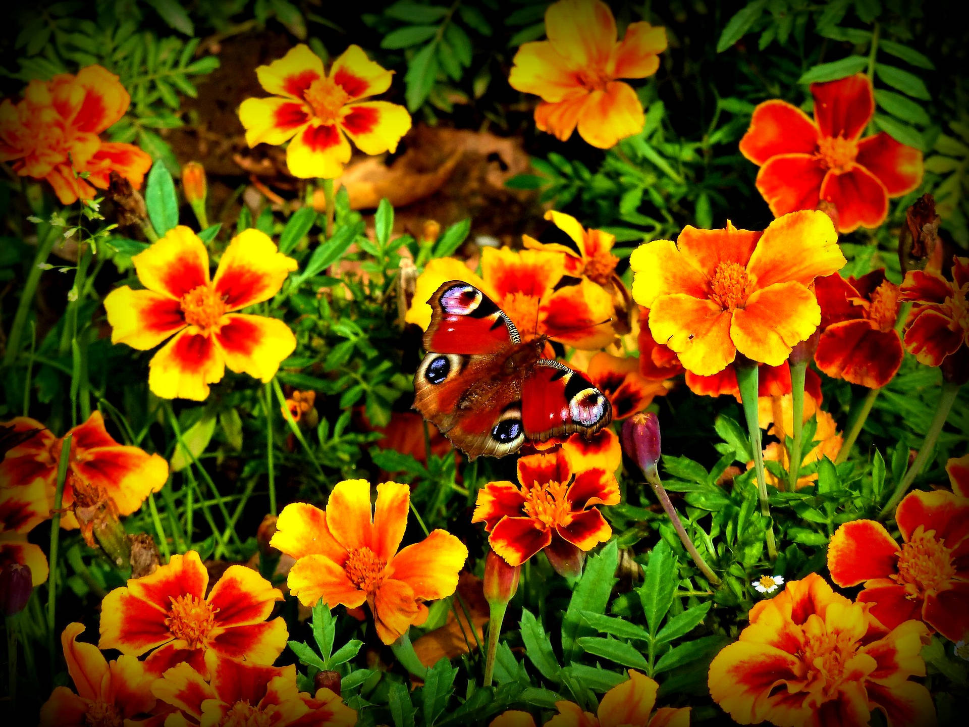 Marigold With Red Butterfly