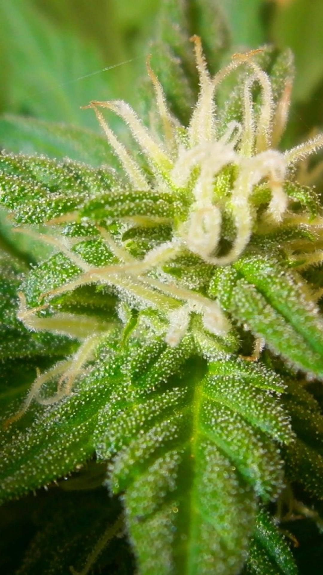 Marijuana Cannabis Macro Photography Background