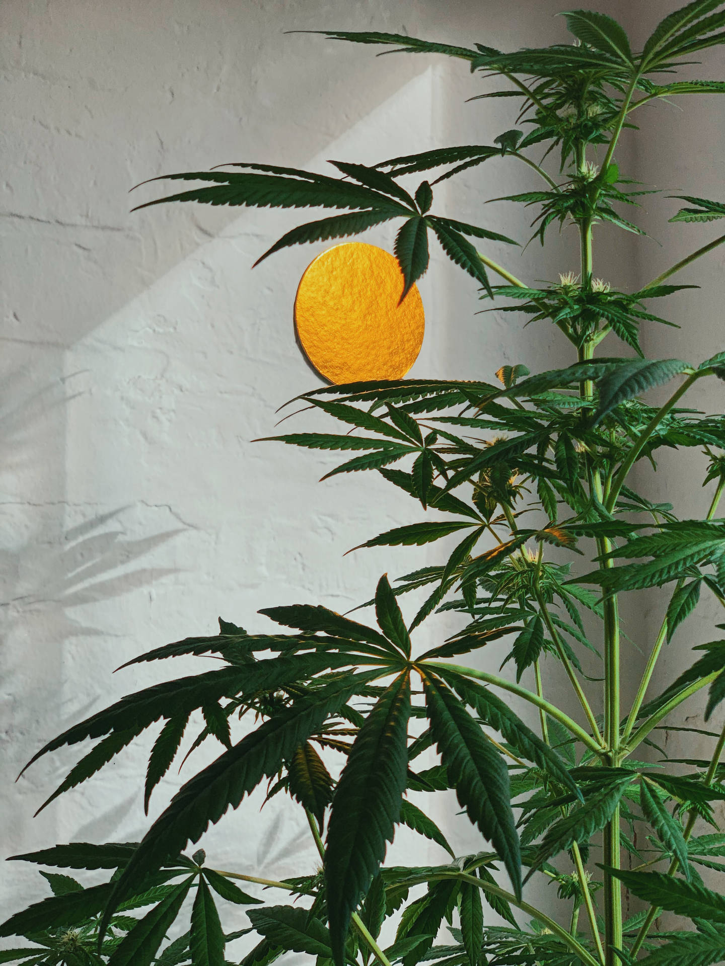 Marijuana Home Plant Background