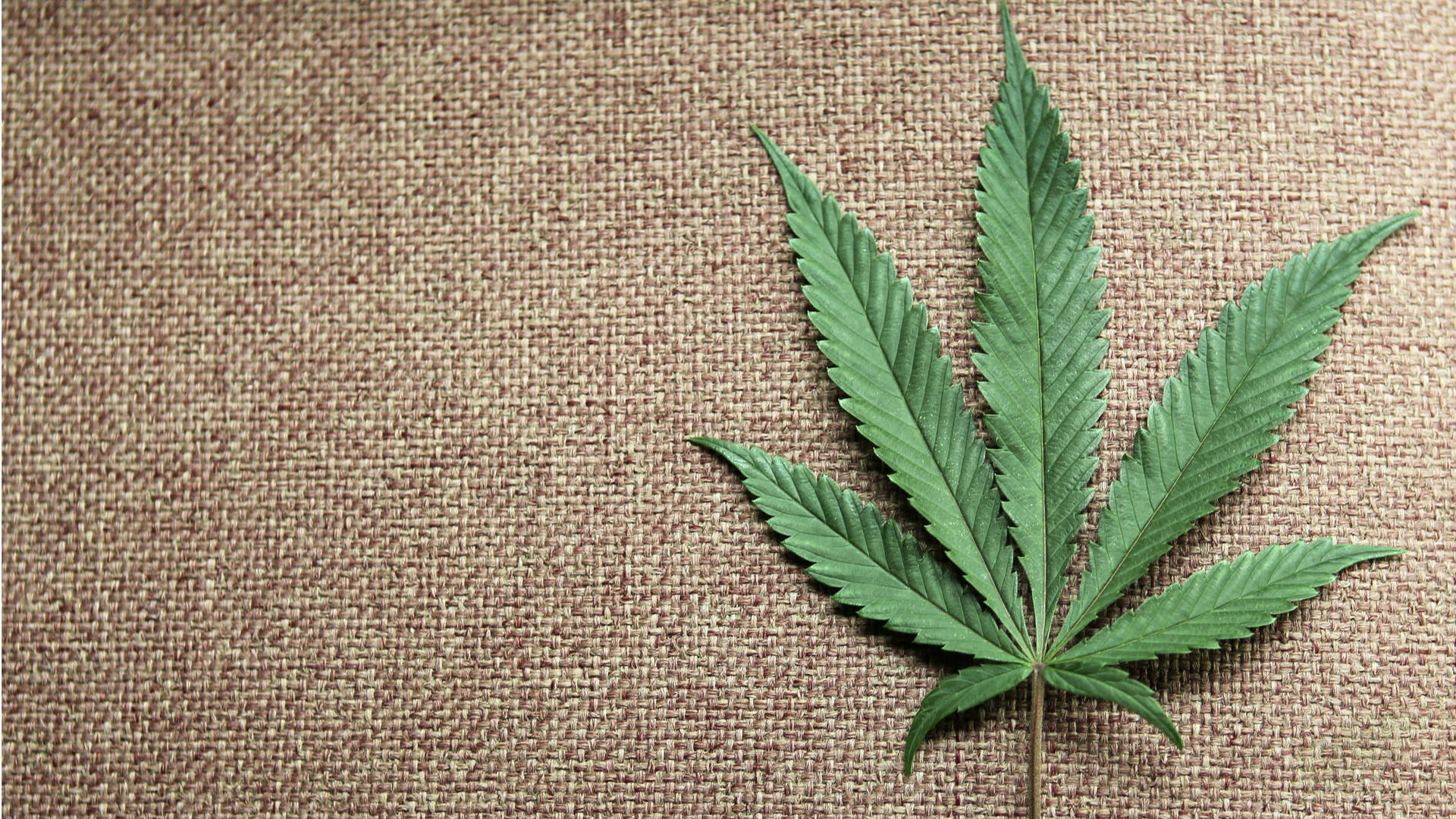 Marijuana Leaf Flatlay Background