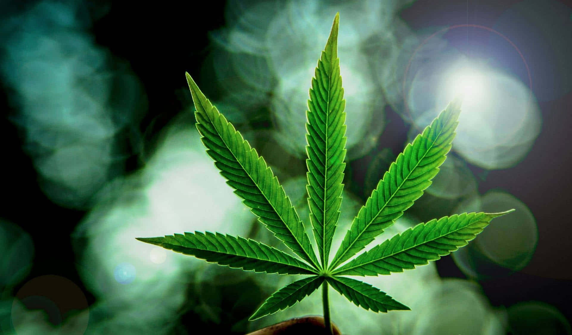 Marijuana Leaf With Bokeh Lights Background
