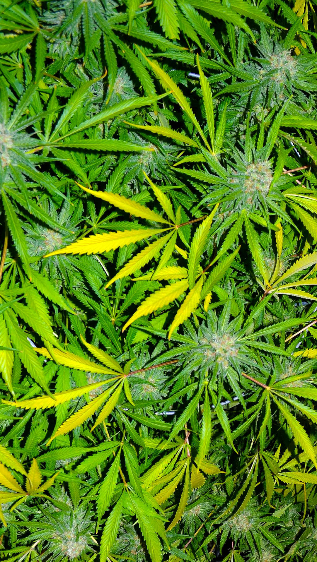 Marijuana Leaves Nature Background