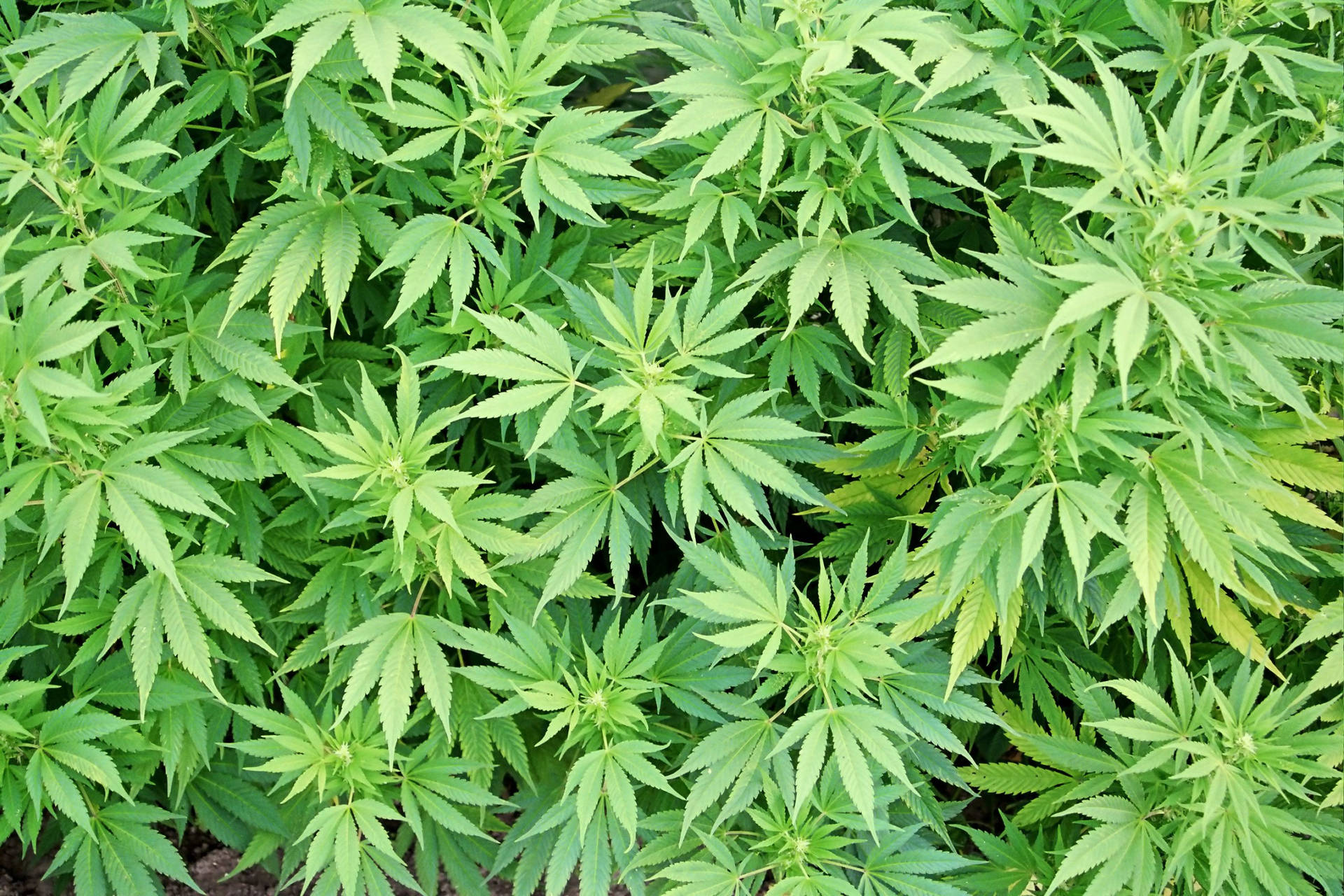 Marijuana Leaves Top View Background