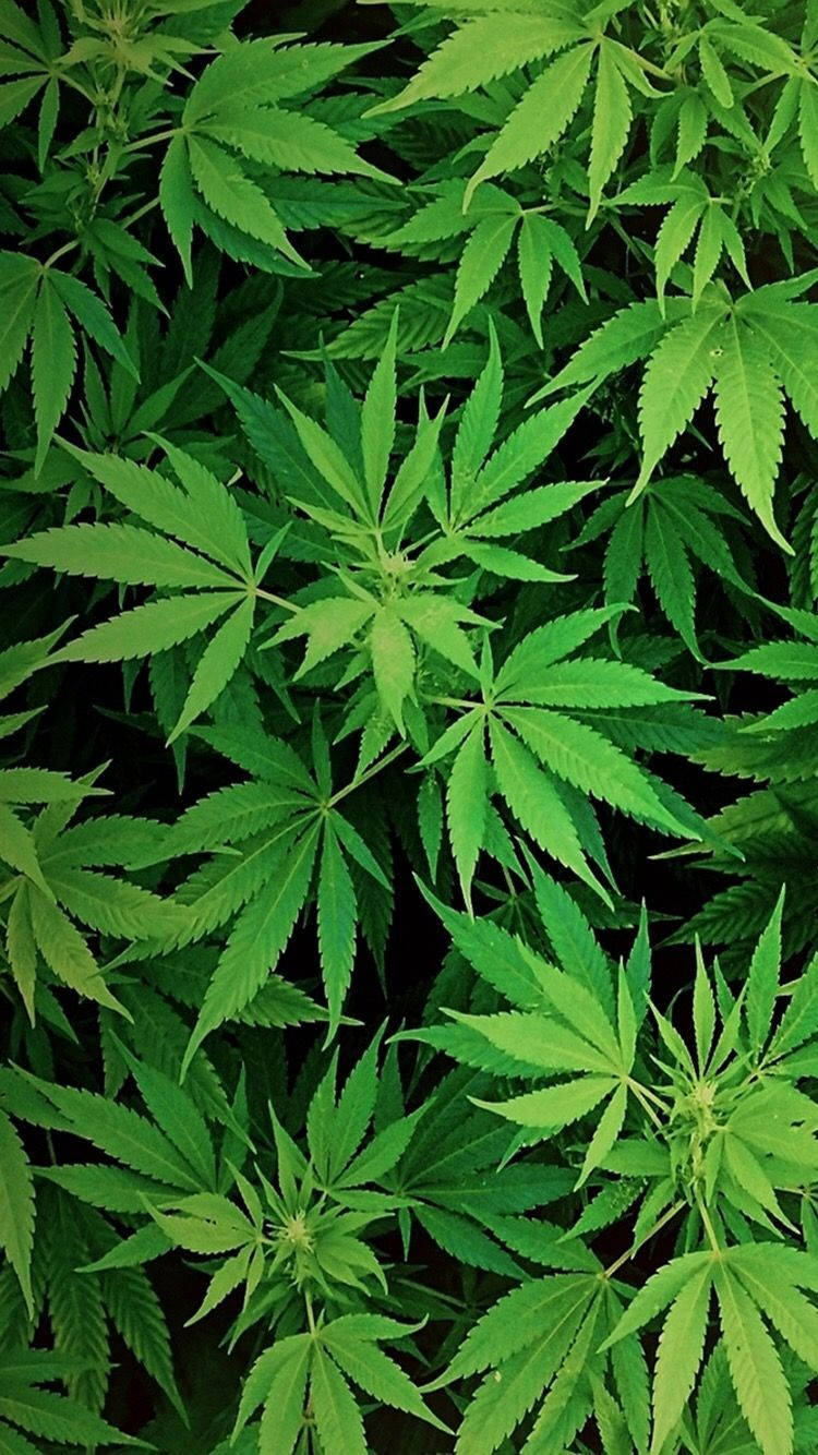 Marijuana Plant Top View