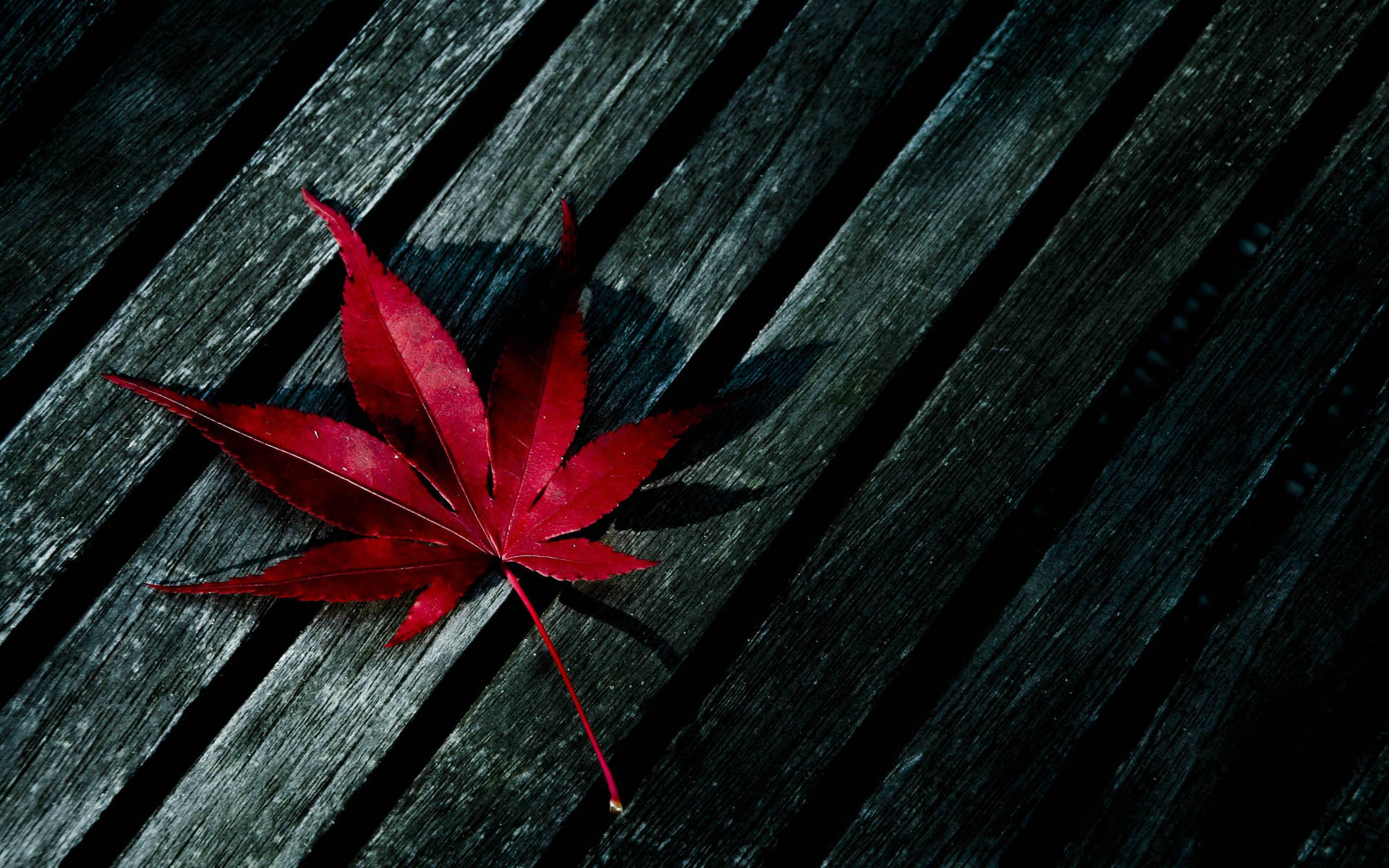 Marijuana Red Leaf On Wood Background