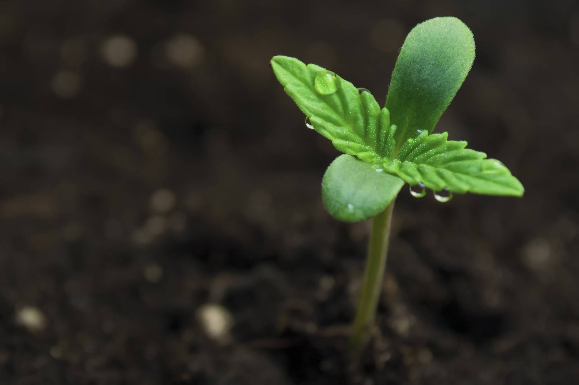 Marijuana Sprouting Leaf Close-up Background