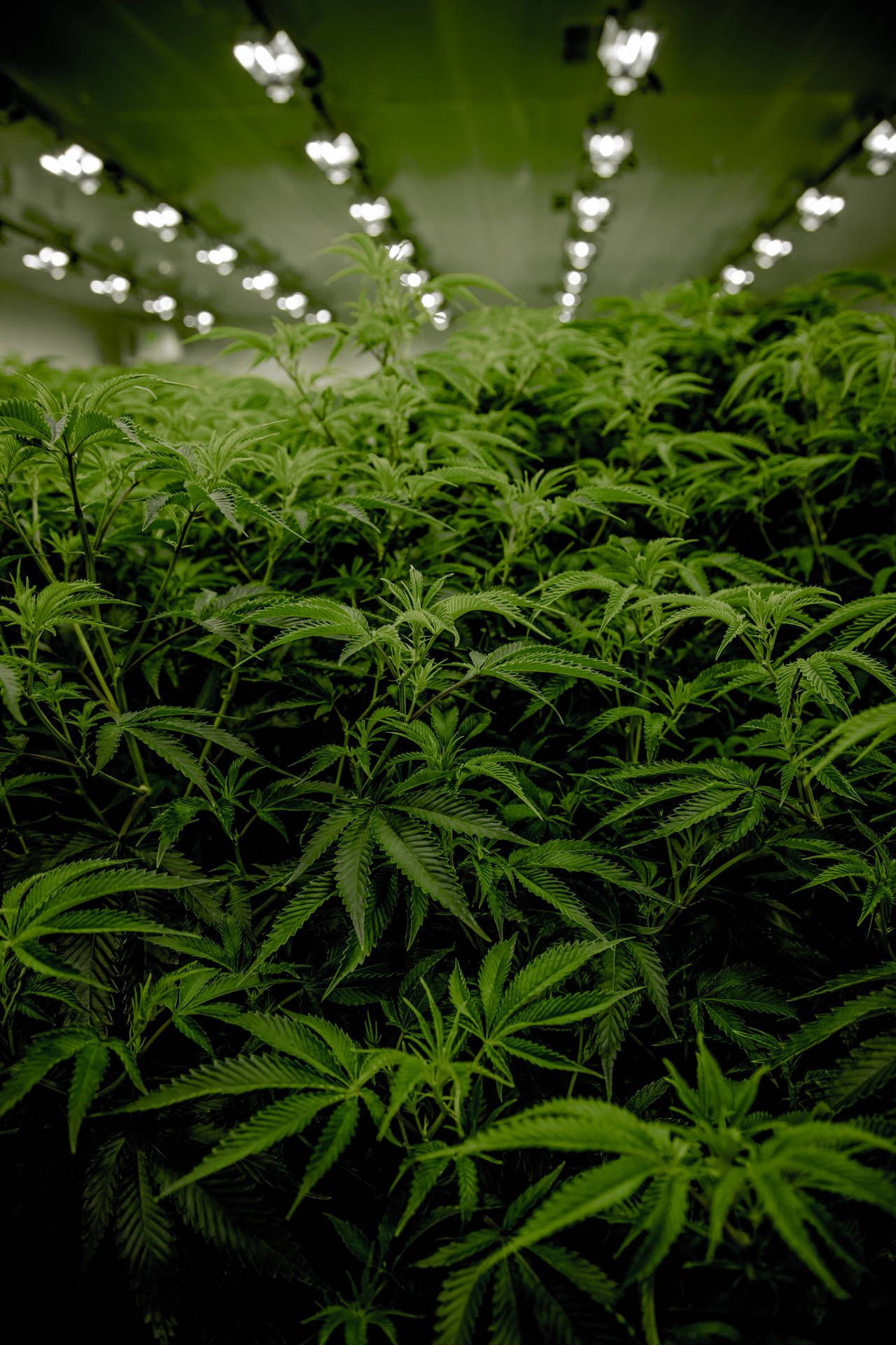 Marijuana Weed Room Background