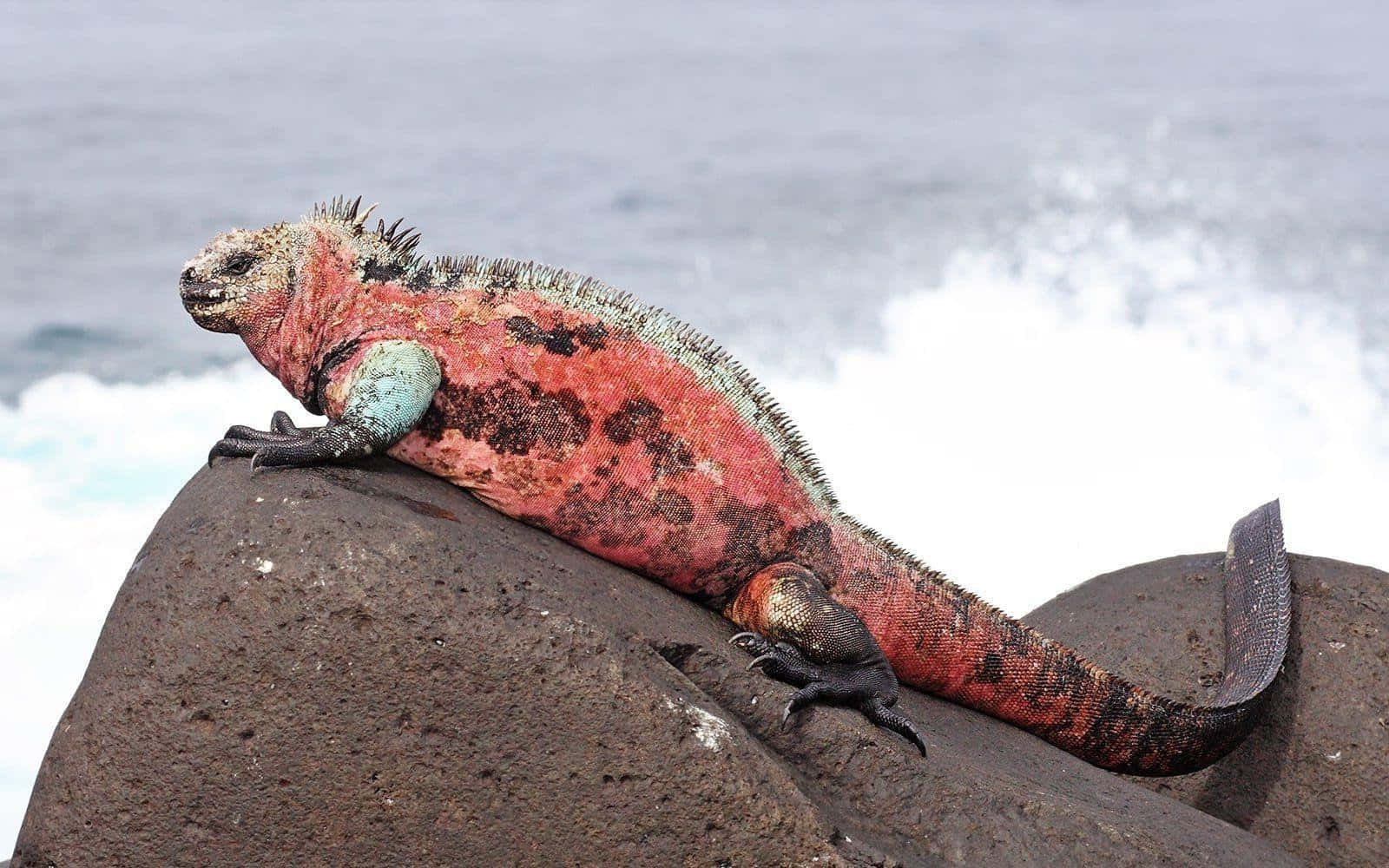 Marine Iguana Sunbathingon Rocks Background