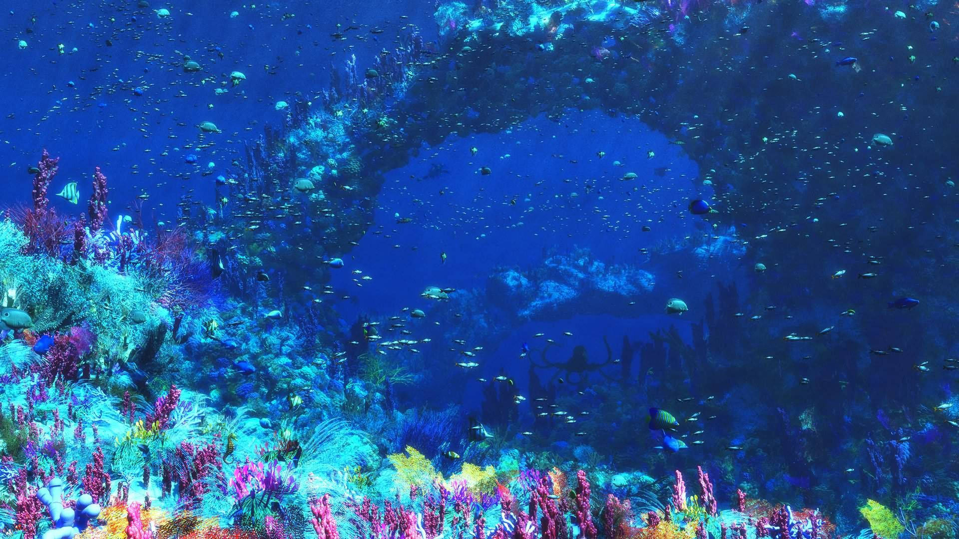 Marine Life Desktop