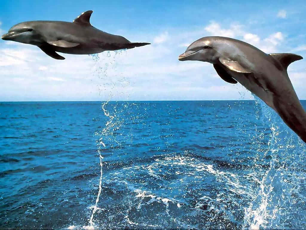 Marine Mammals Cute Dolphins Background