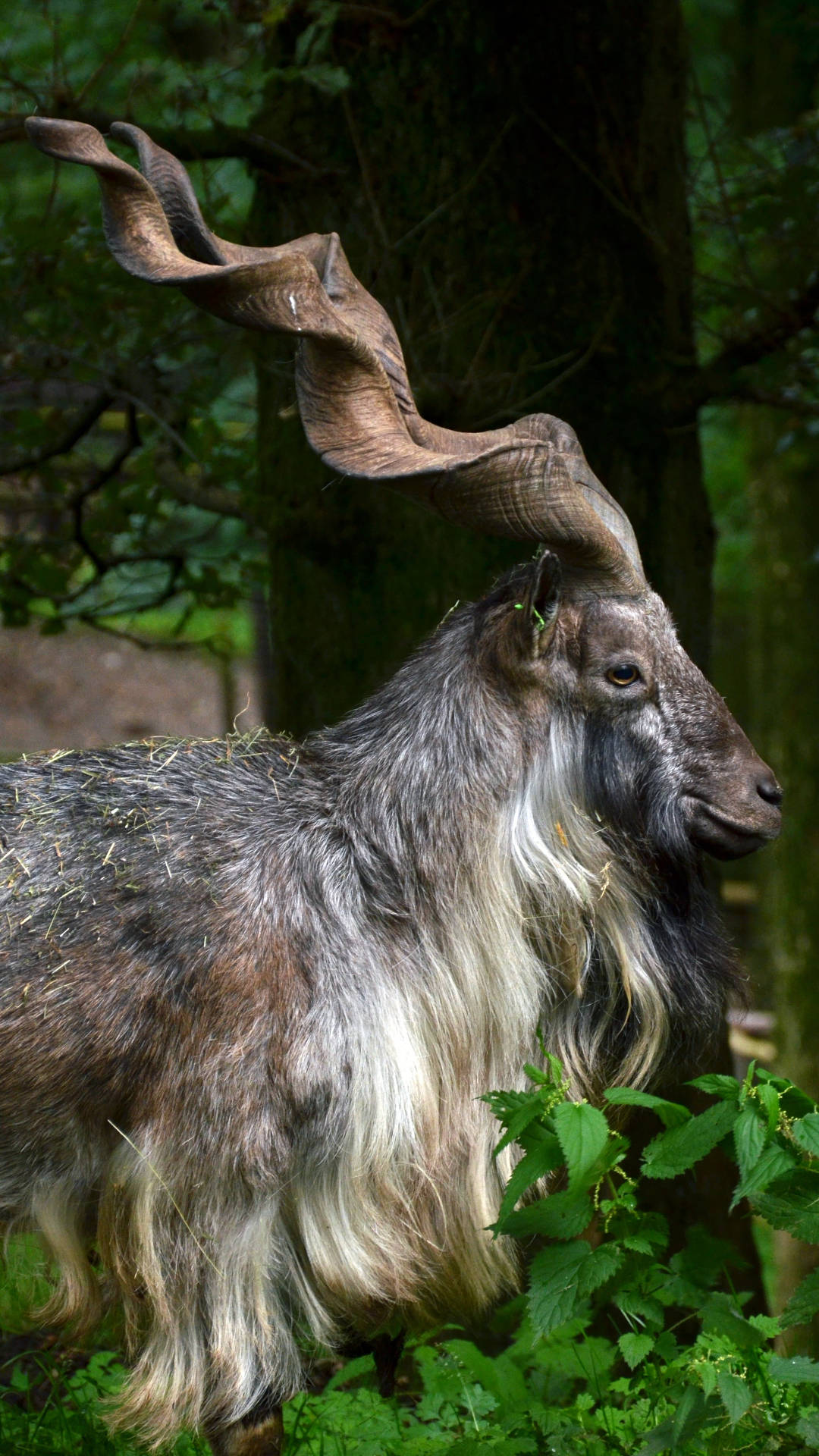 Markhor Jungle Iphone Background