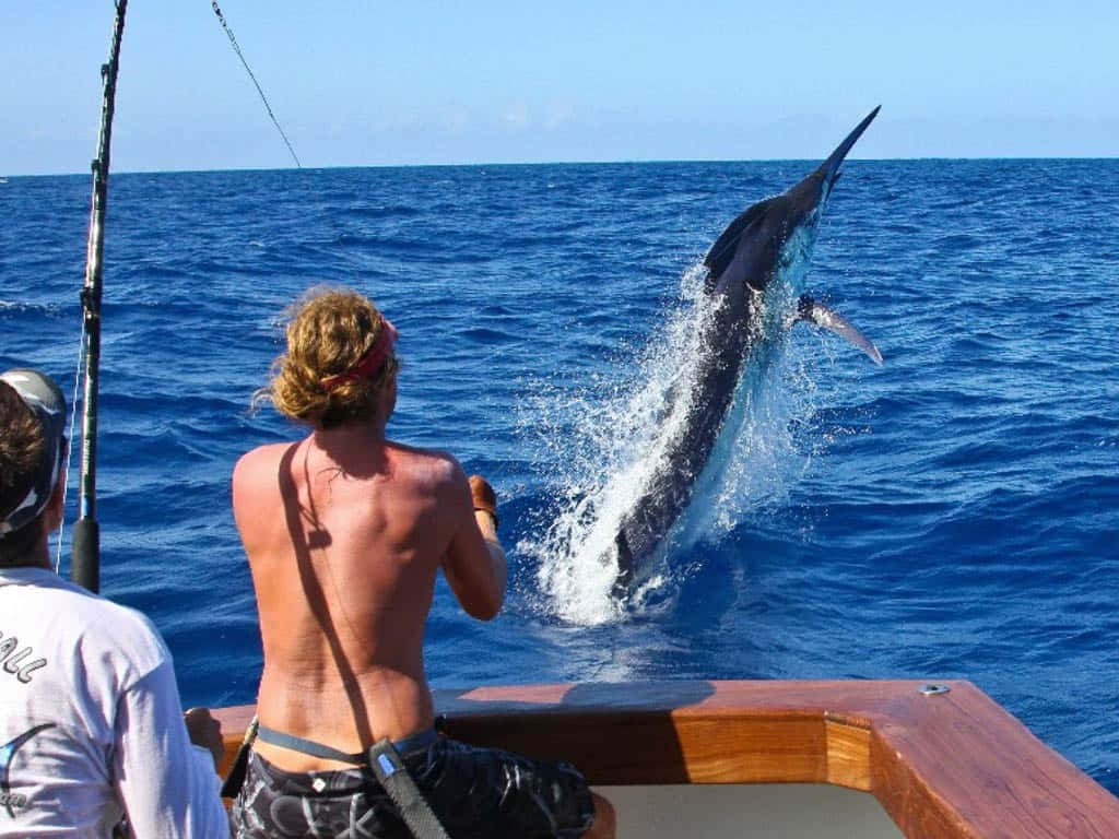 Marlin Leaping At Sea.jpg Background