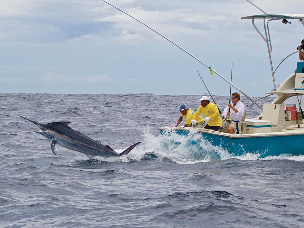 Marlin Leaping Near Fishing Boat.jpg