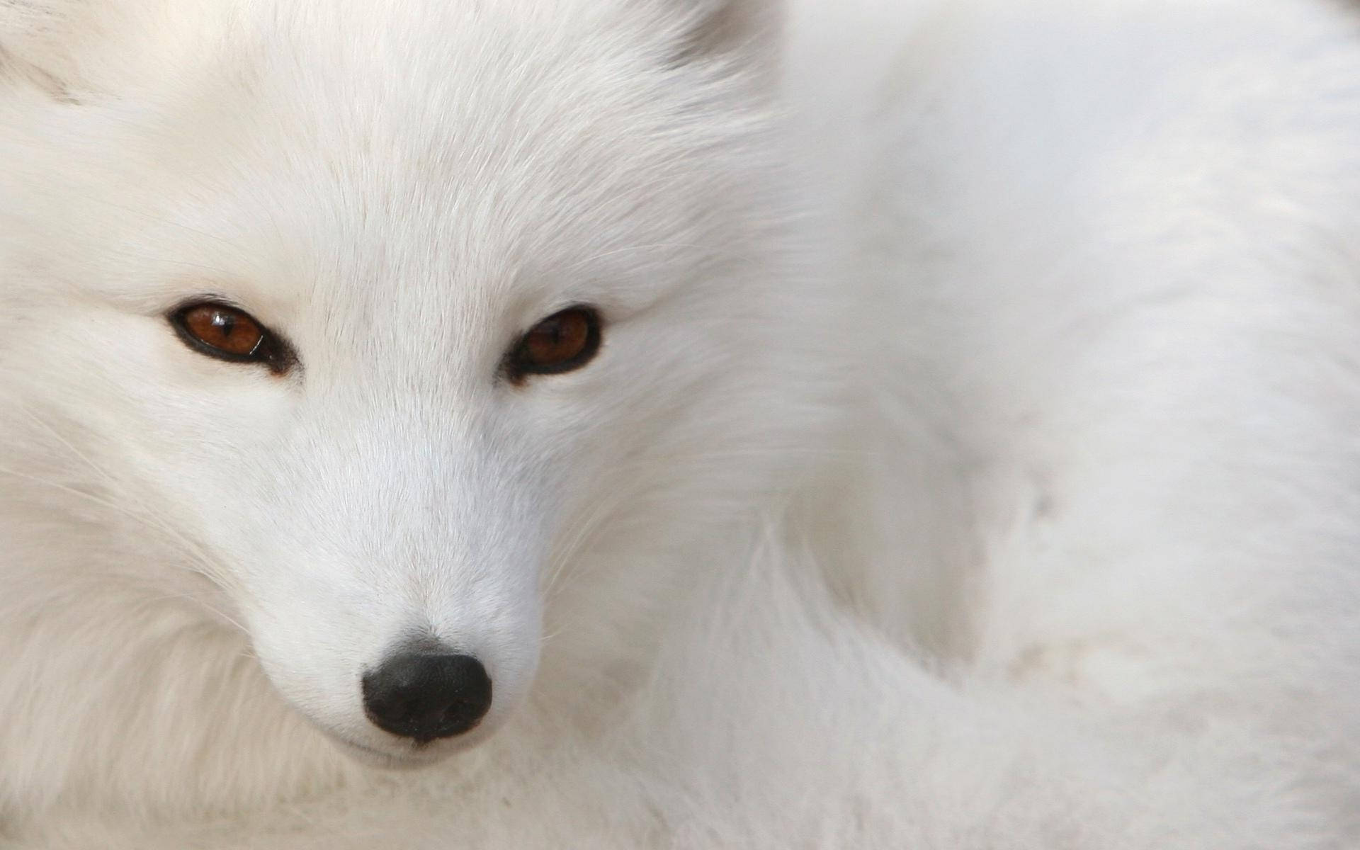 Maroon-eyed White Fox Background