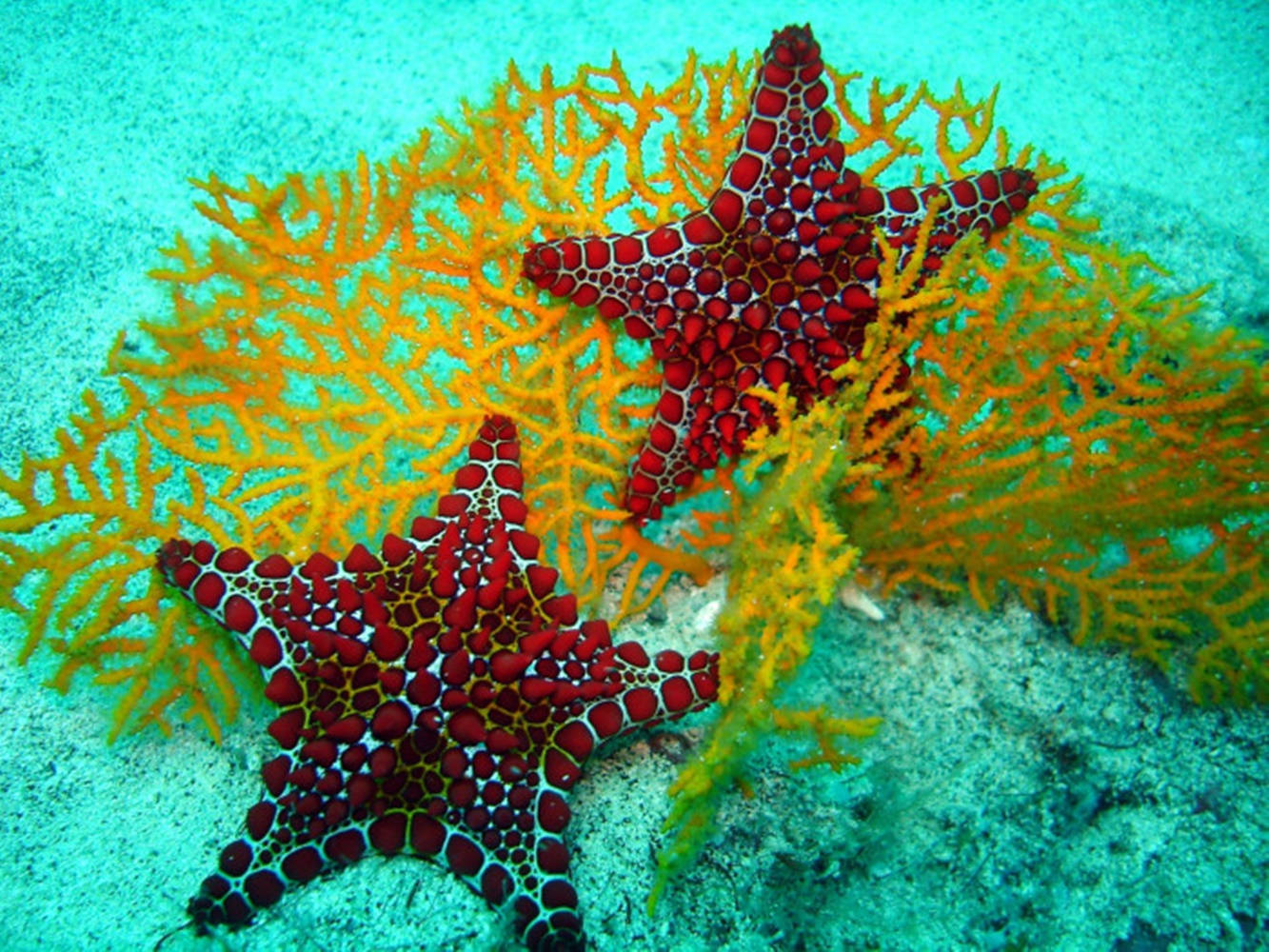 Maroon Starfish And Corals Background