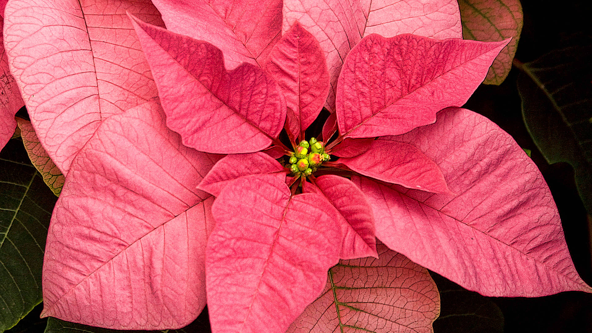 Mars Pink Poinsettia Background