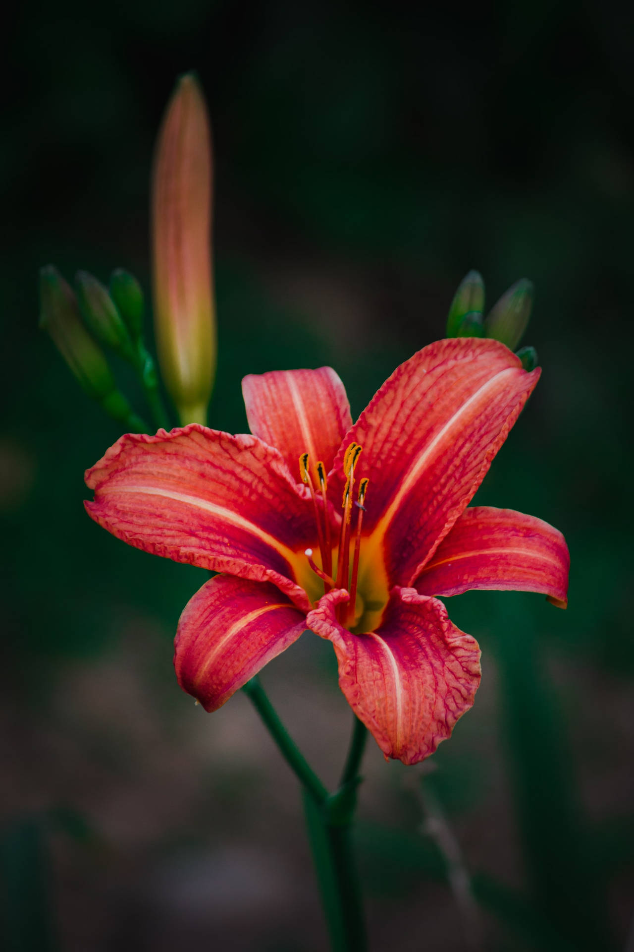Marsh Lily Flower Android