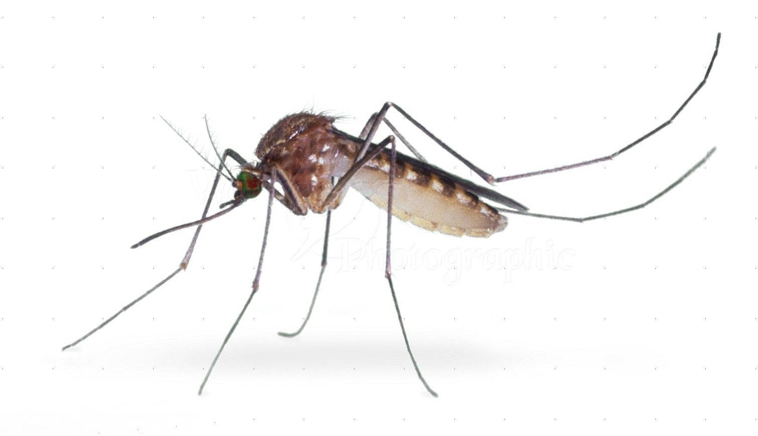 Marsh Mosquito Close Up Background