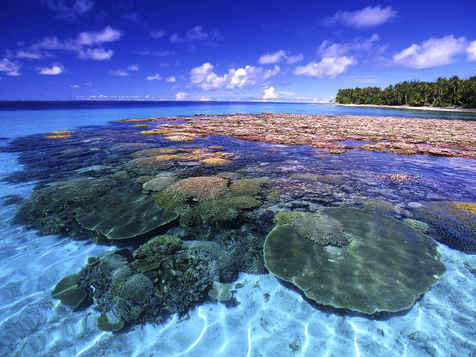 Marshall Islands Underwater Corals Background