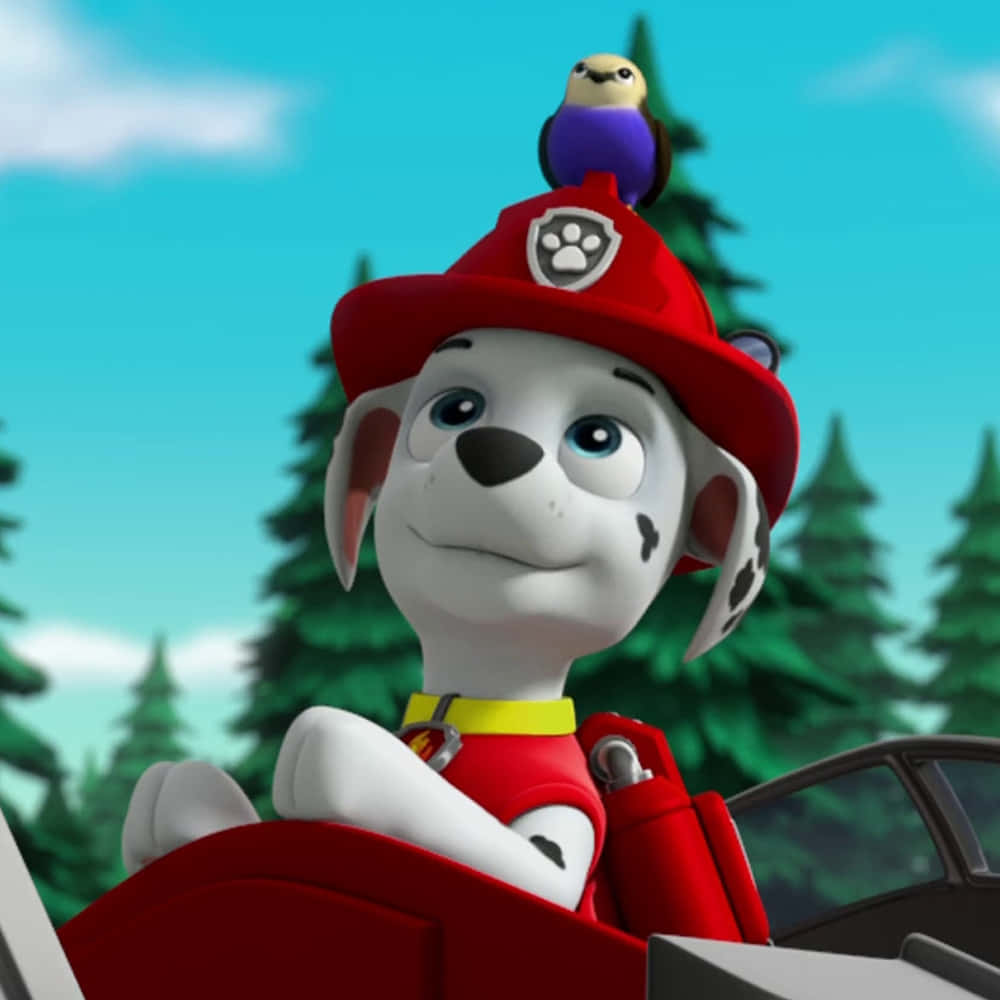 Marshallwith Birdon Hat Paw Patrol Background