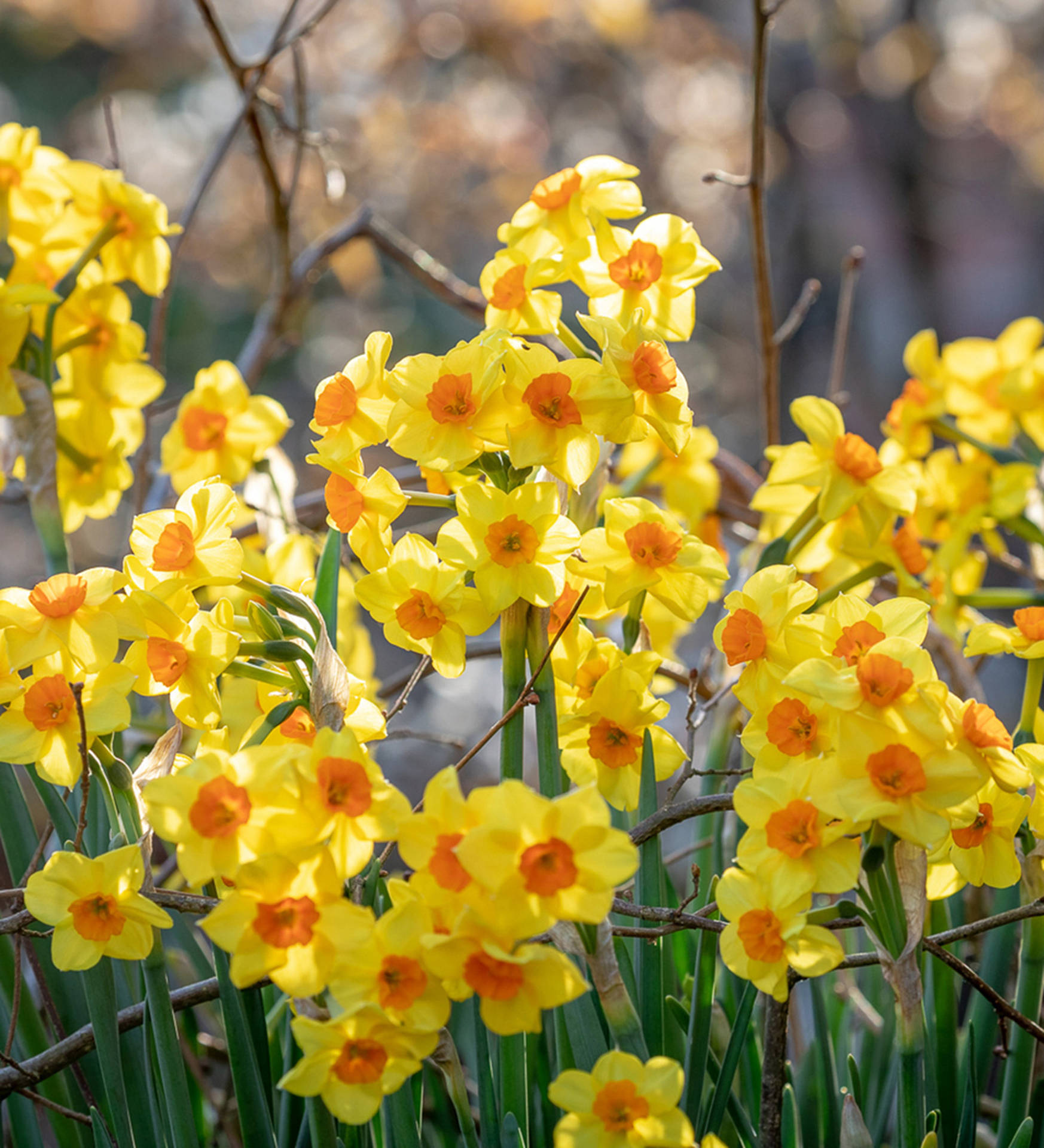 Martinette Narcissus Flower Background