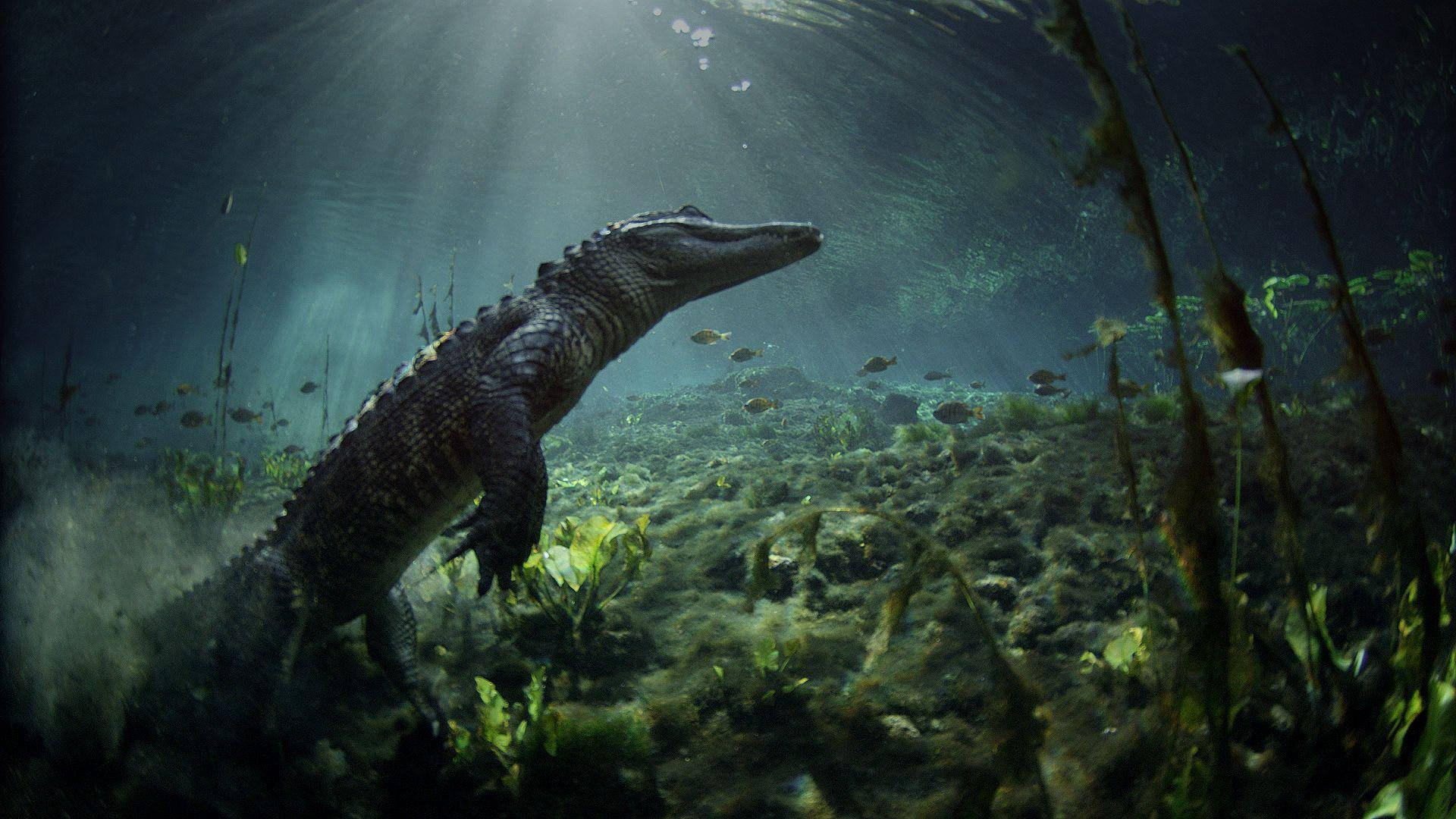 Marvel At The Majestic Crocodile In Everglades National Park