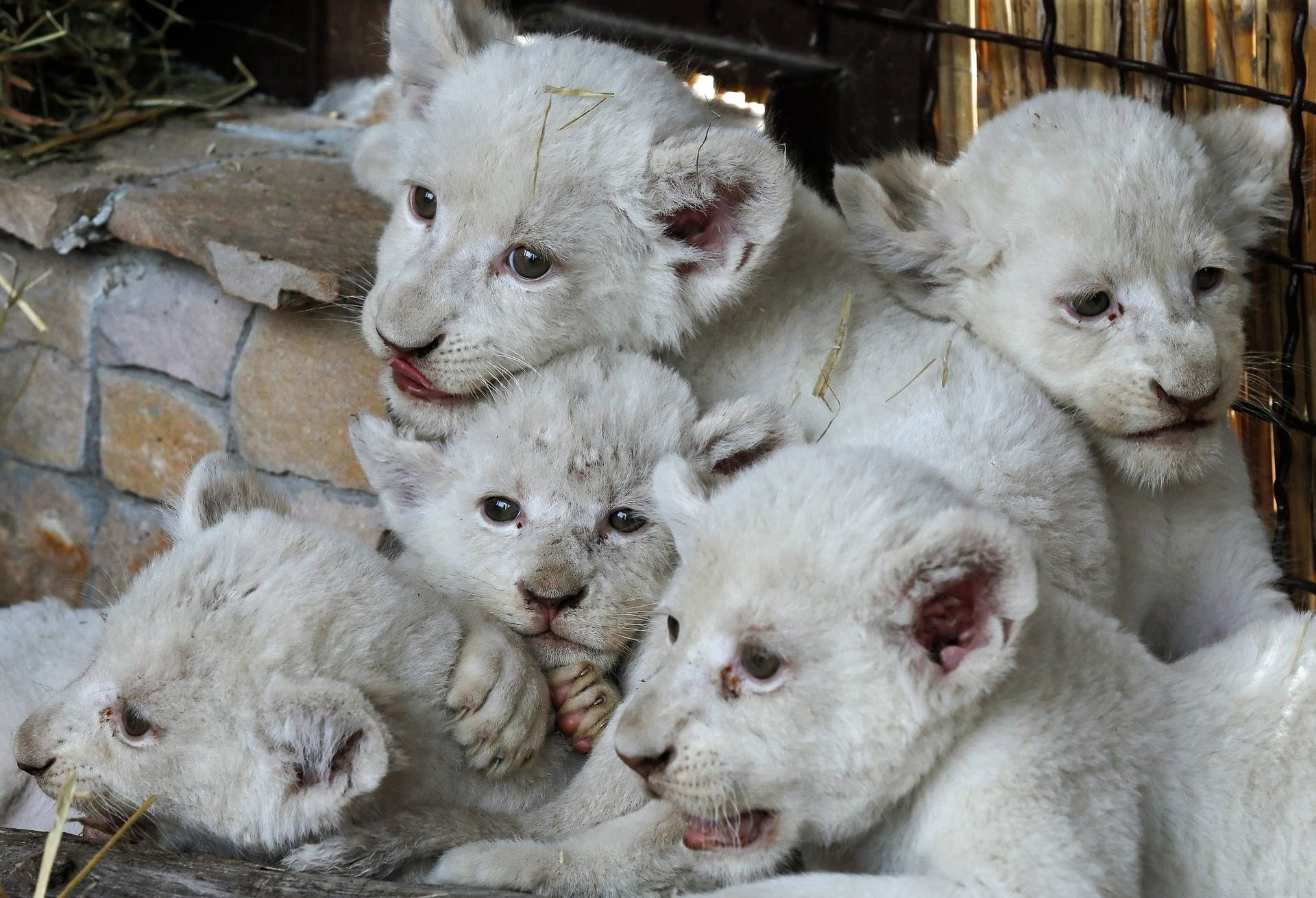 Marvellous Innocence: White Lion Cubs At Play