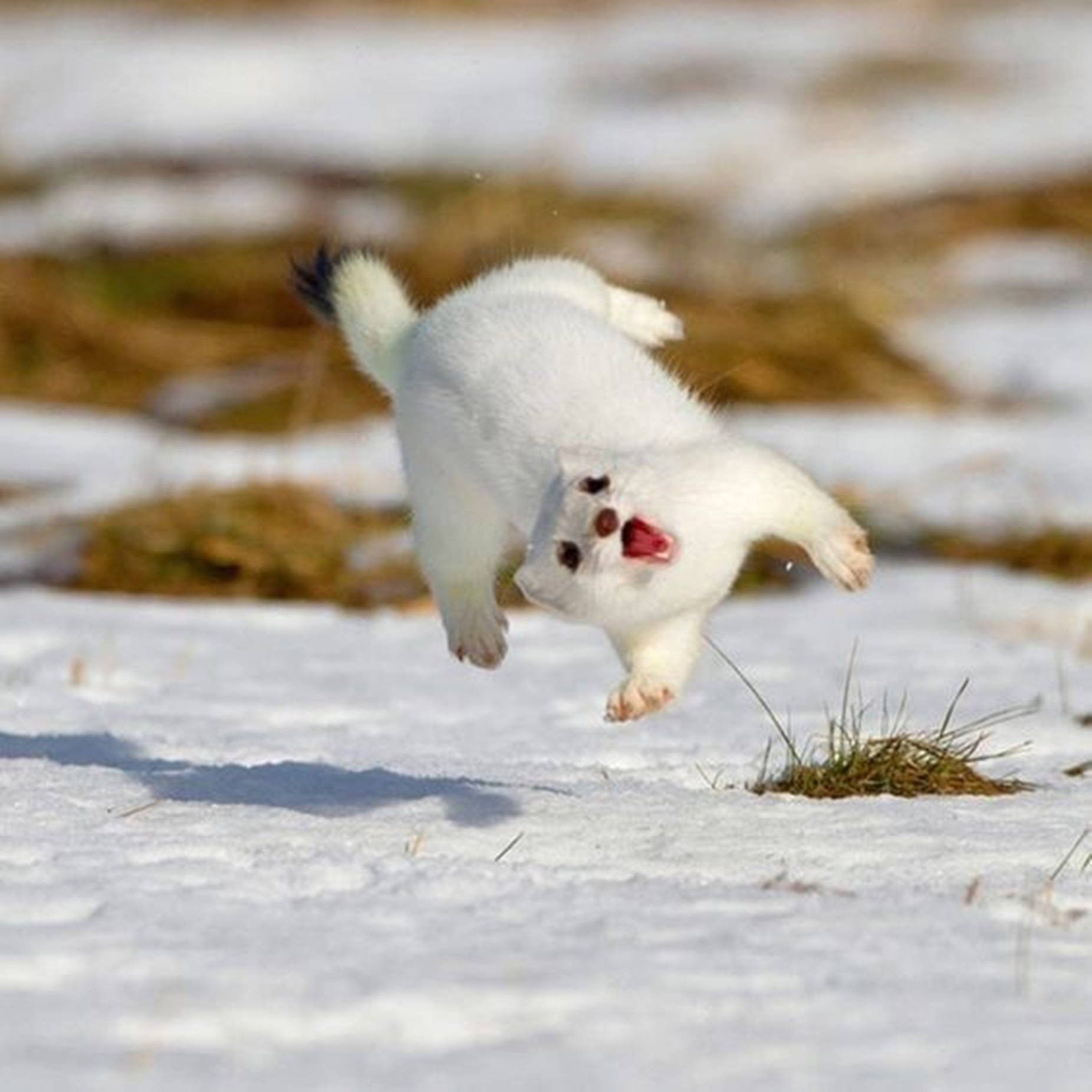 Marvelous Jumping White Mink Background