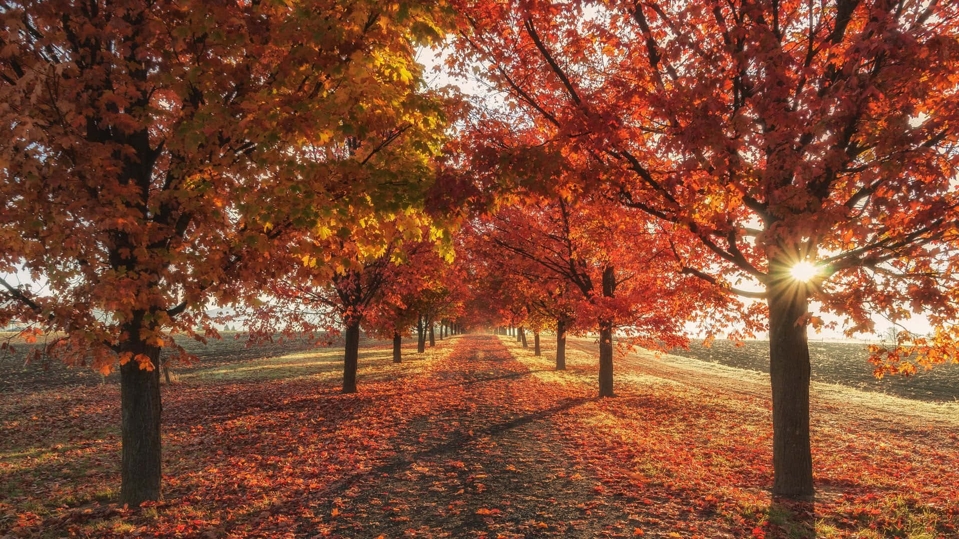 Marvelous Trees Trail Fall Laptop Background