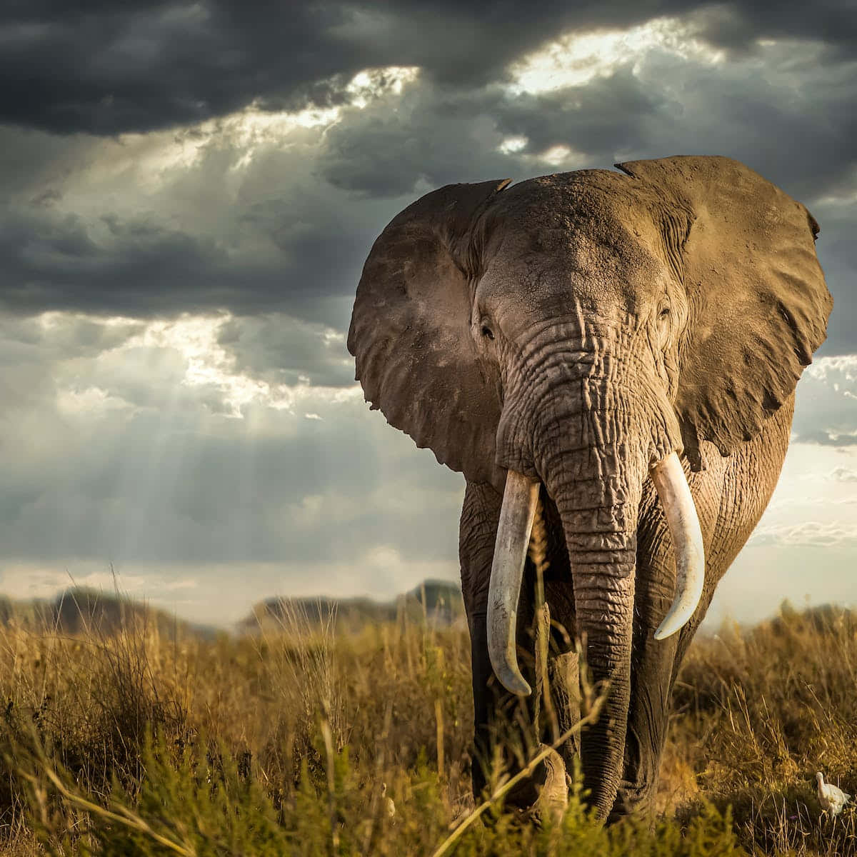 Masai Mara National Reserve Elephant Background