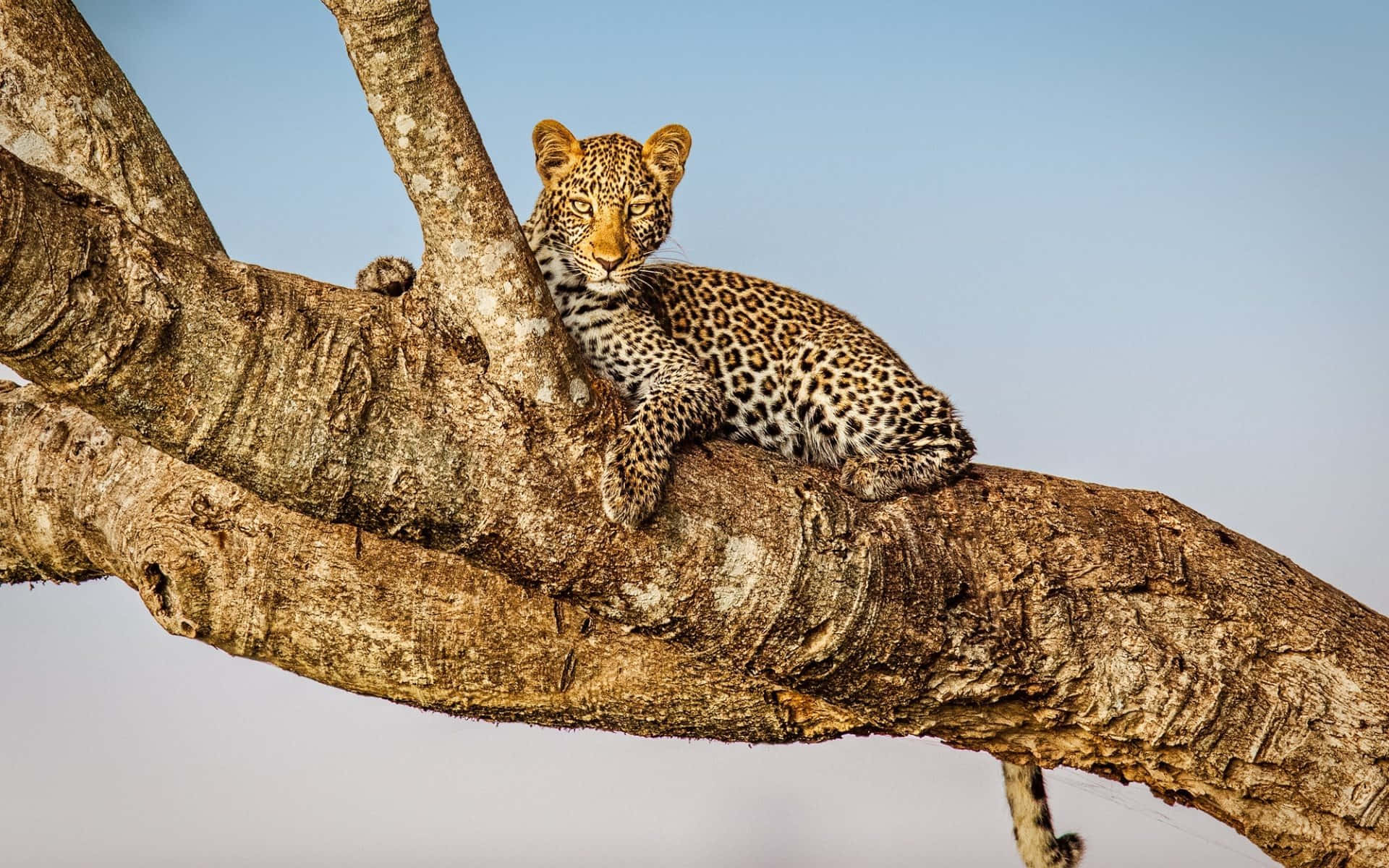 Masai Mara National Reserve With Leopard Background
