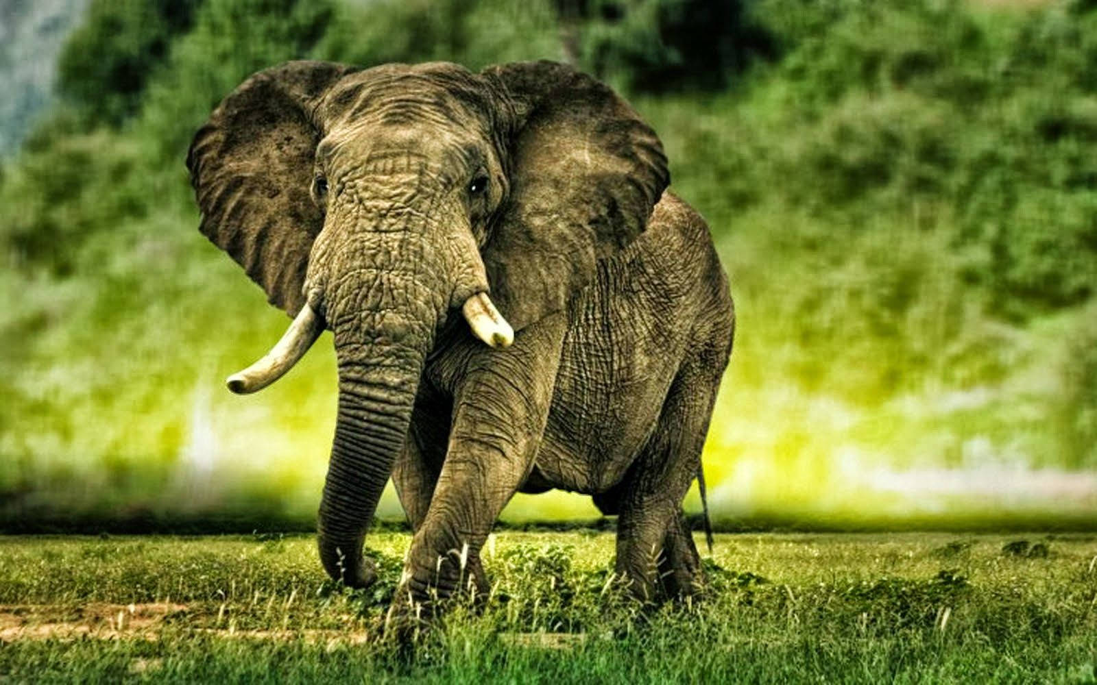 Massive African Elephant Hd Background