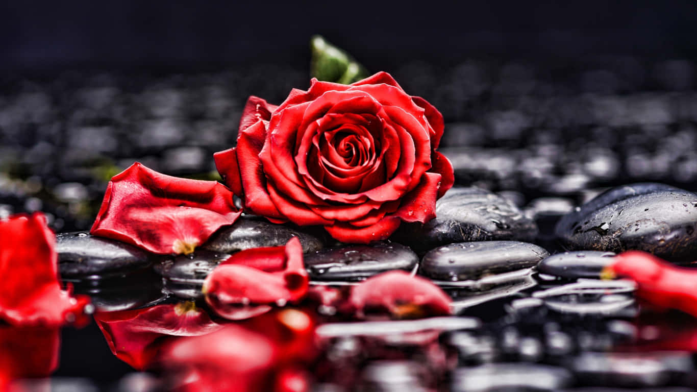 Massive Blooming Red Rose Red Roses Laptop Background