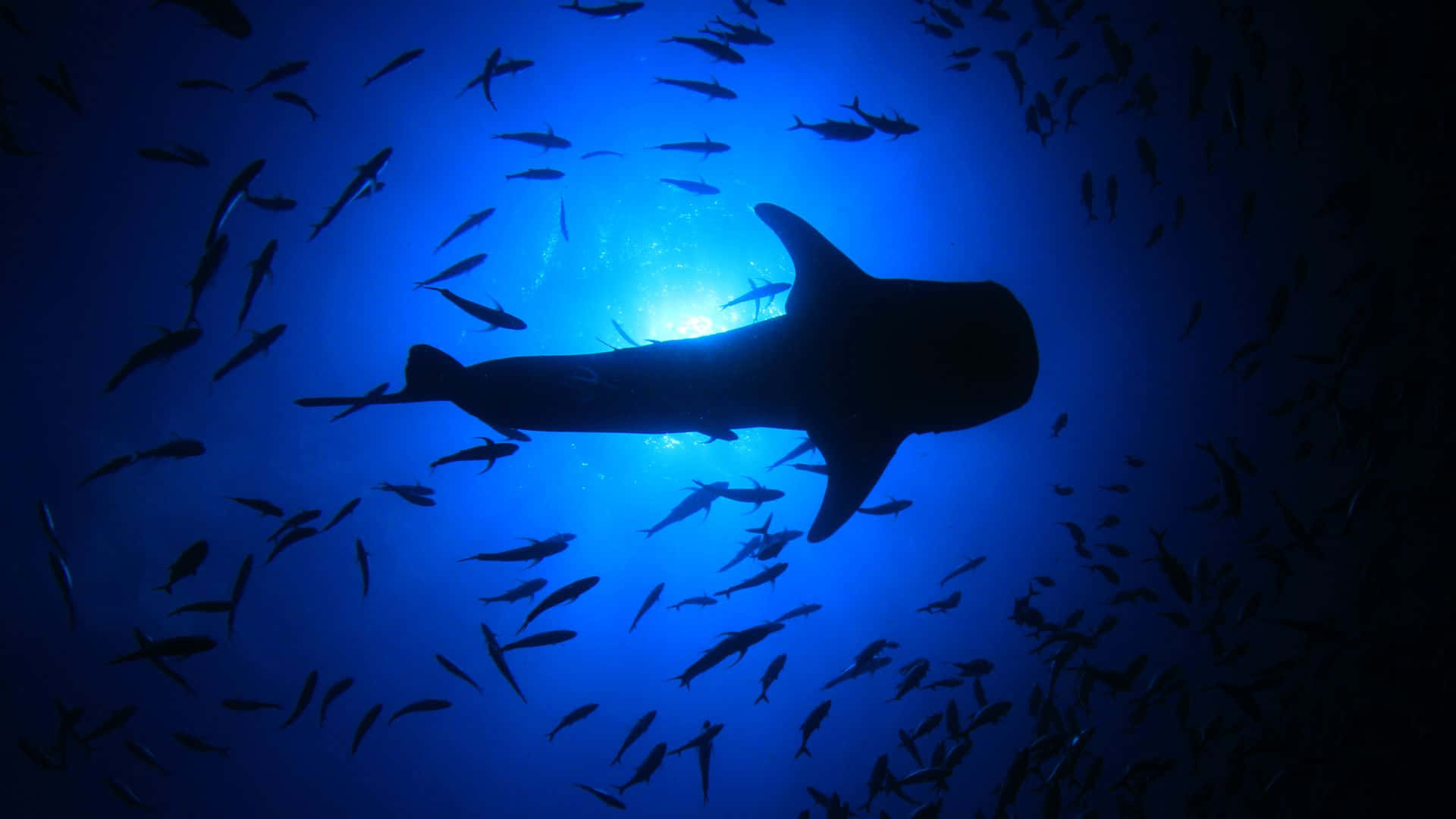 Massive Creature In Deep Blue Sea Black Shark
