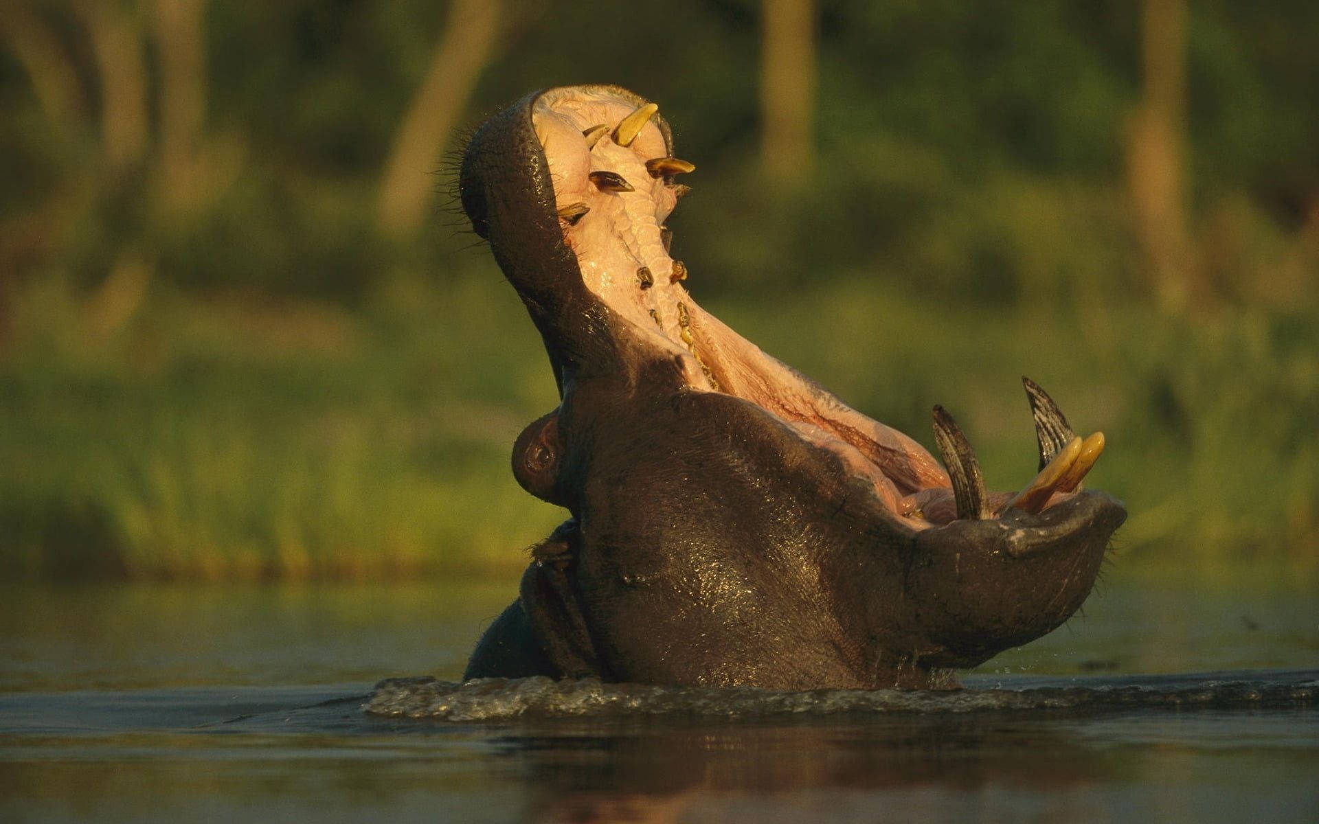 Massive Gaping Mouth Of Hippopotamus Background